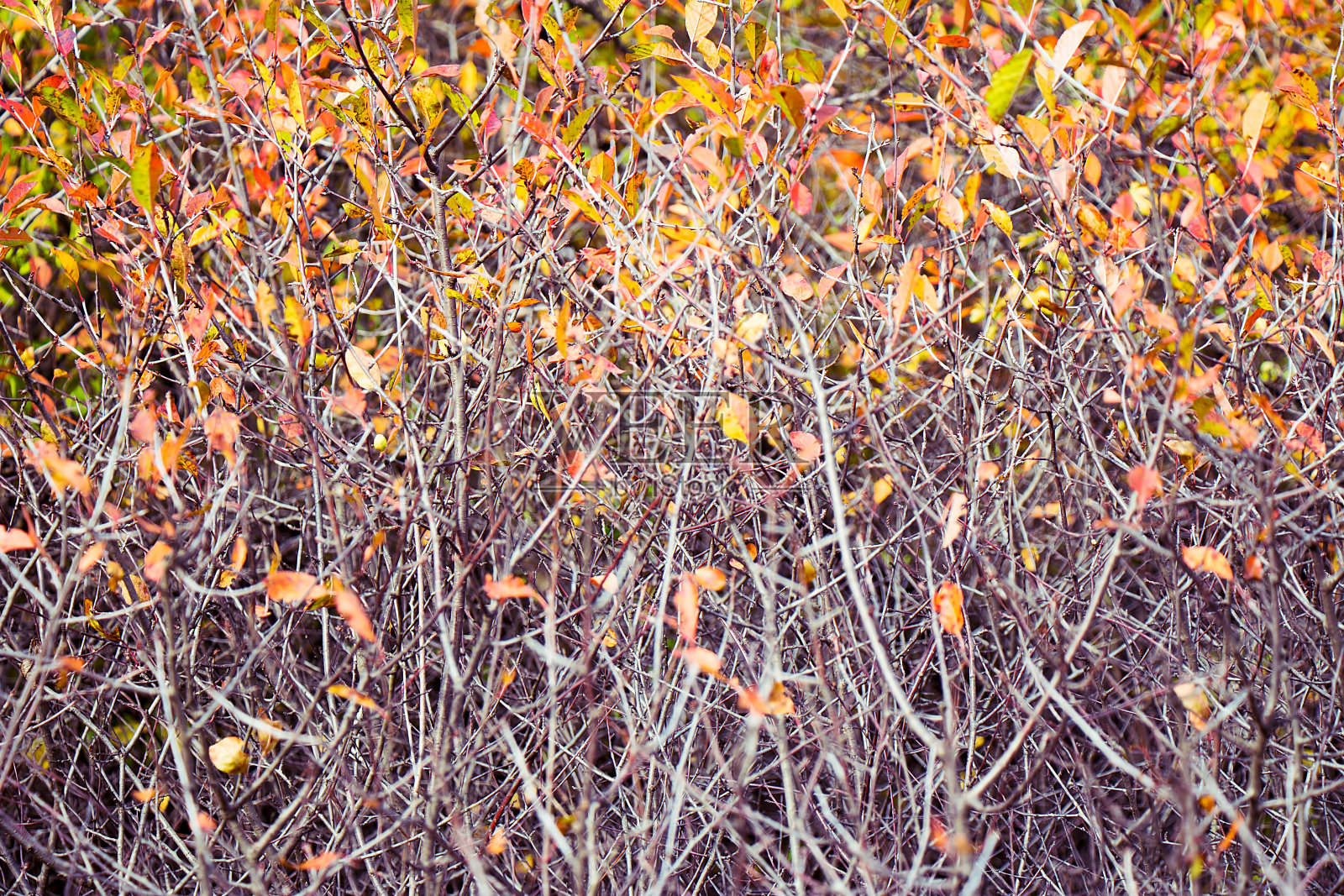 秋天的树叶以树枝为背景。照片摄影图片