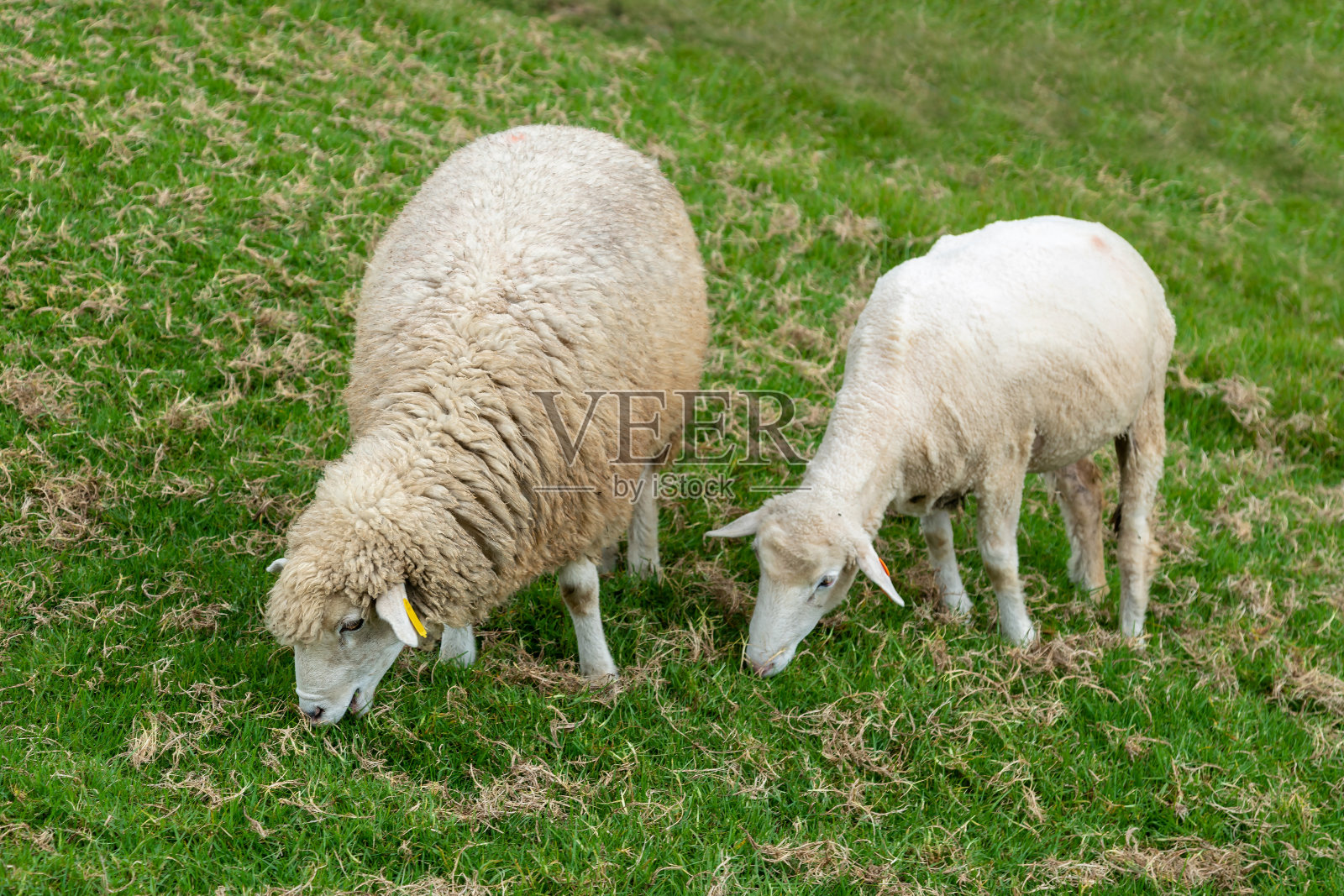 小绵羊在吃绿草照片摄影图片