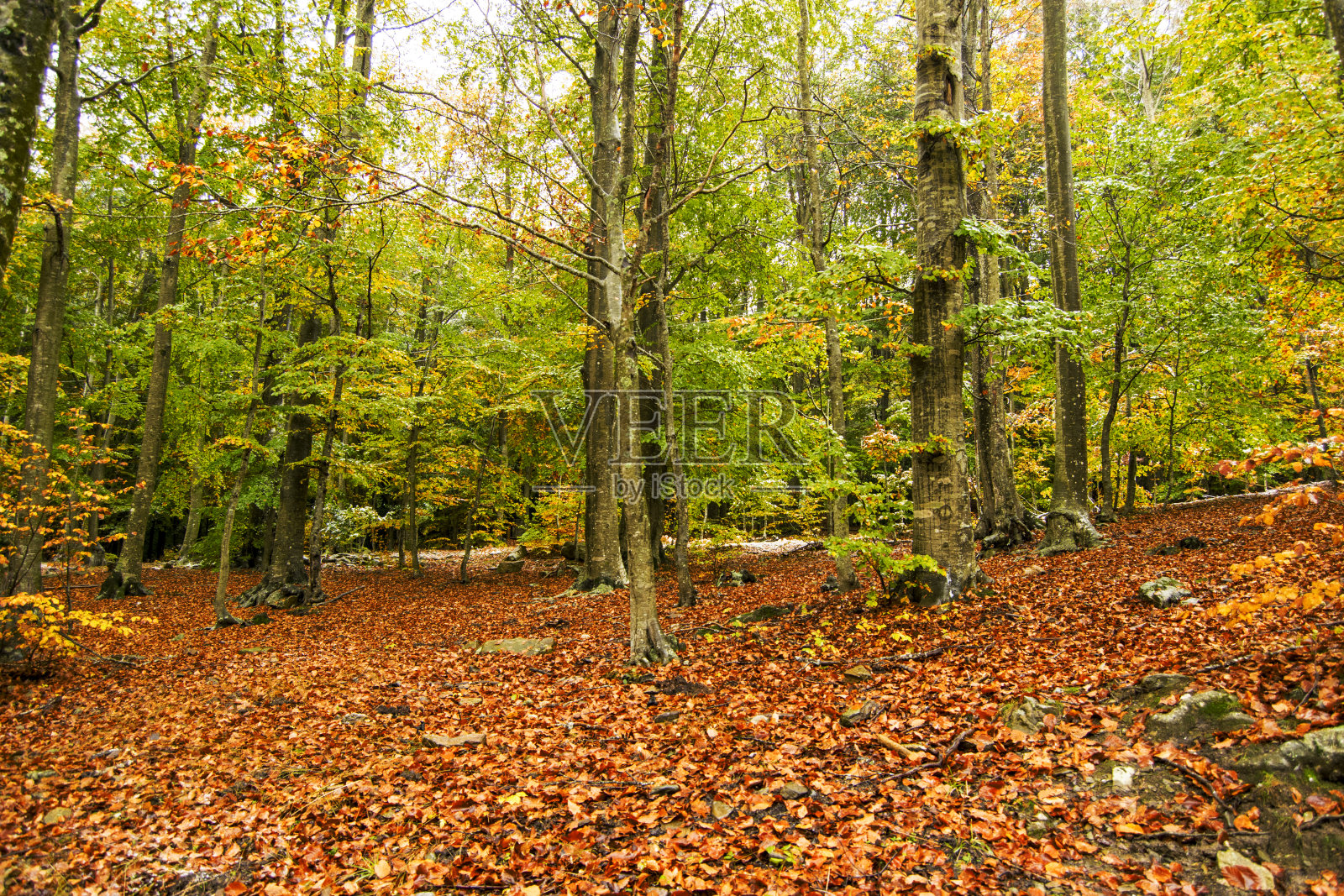 蒙特塞尼自然公园照片摄影图片