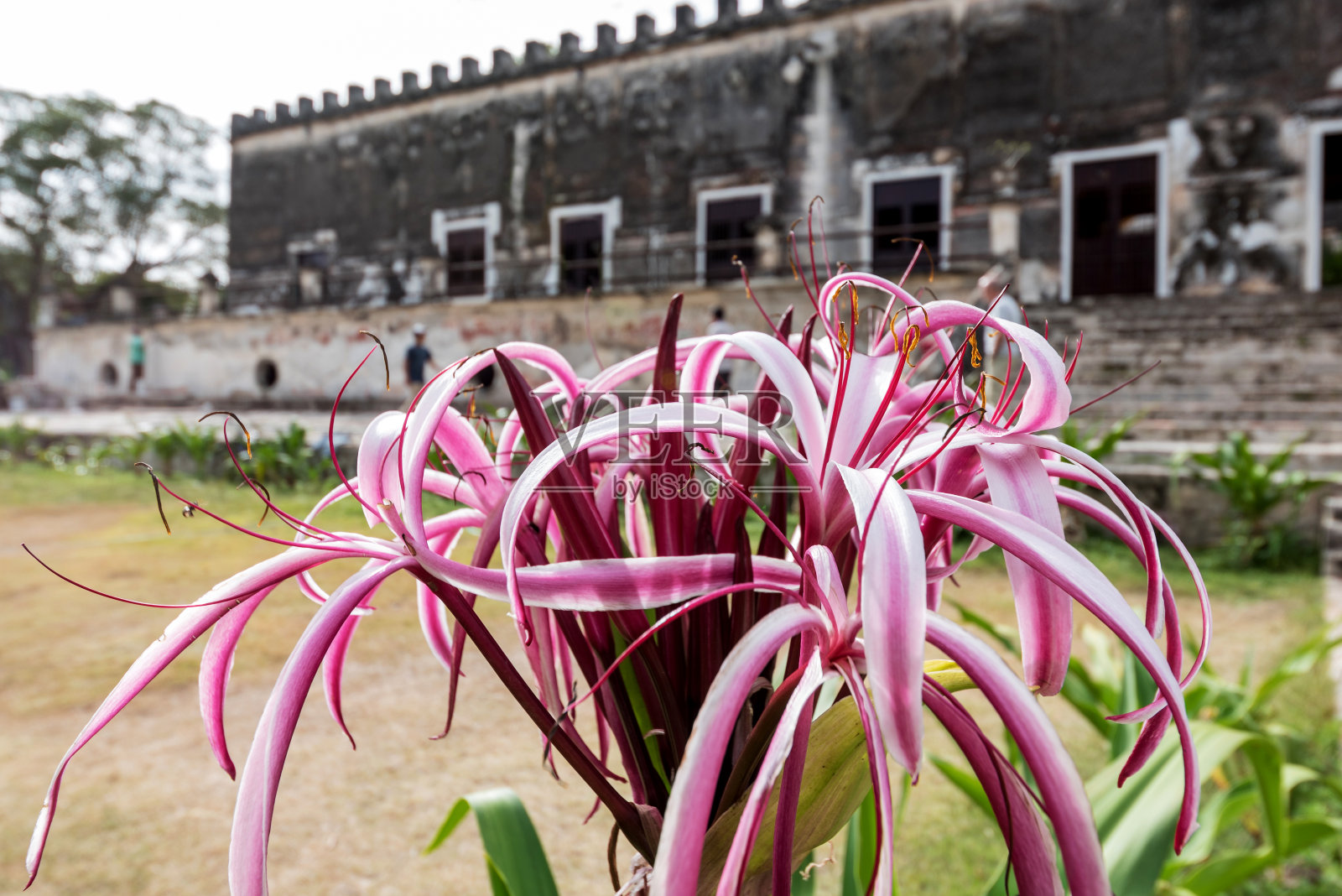墨西哥梅里达附近废弃的Hacienda Yaxcopoil的主屋照片摄影图片