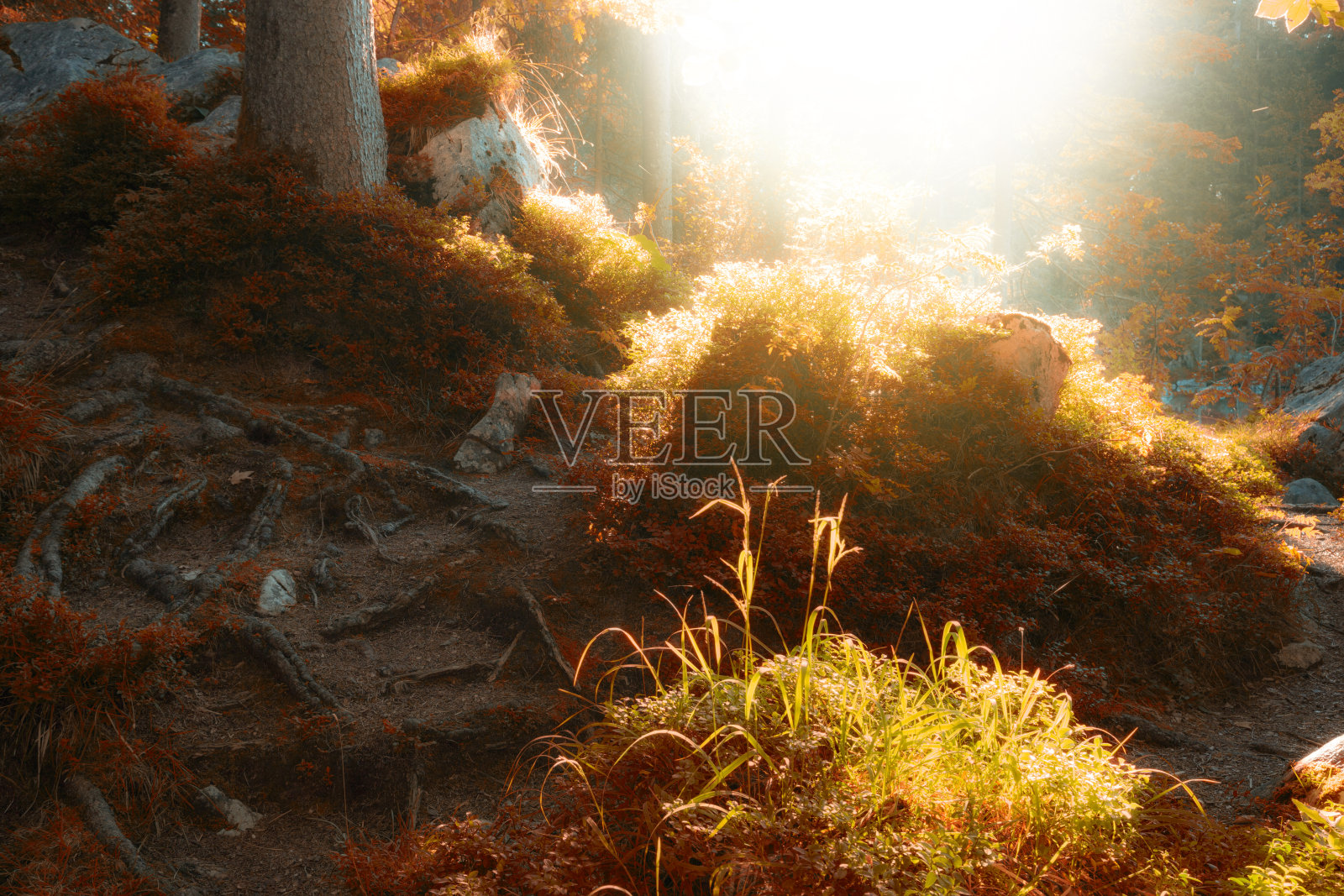 秋色阳光林地。美丽的秋季森林自然景观照片摄影图片