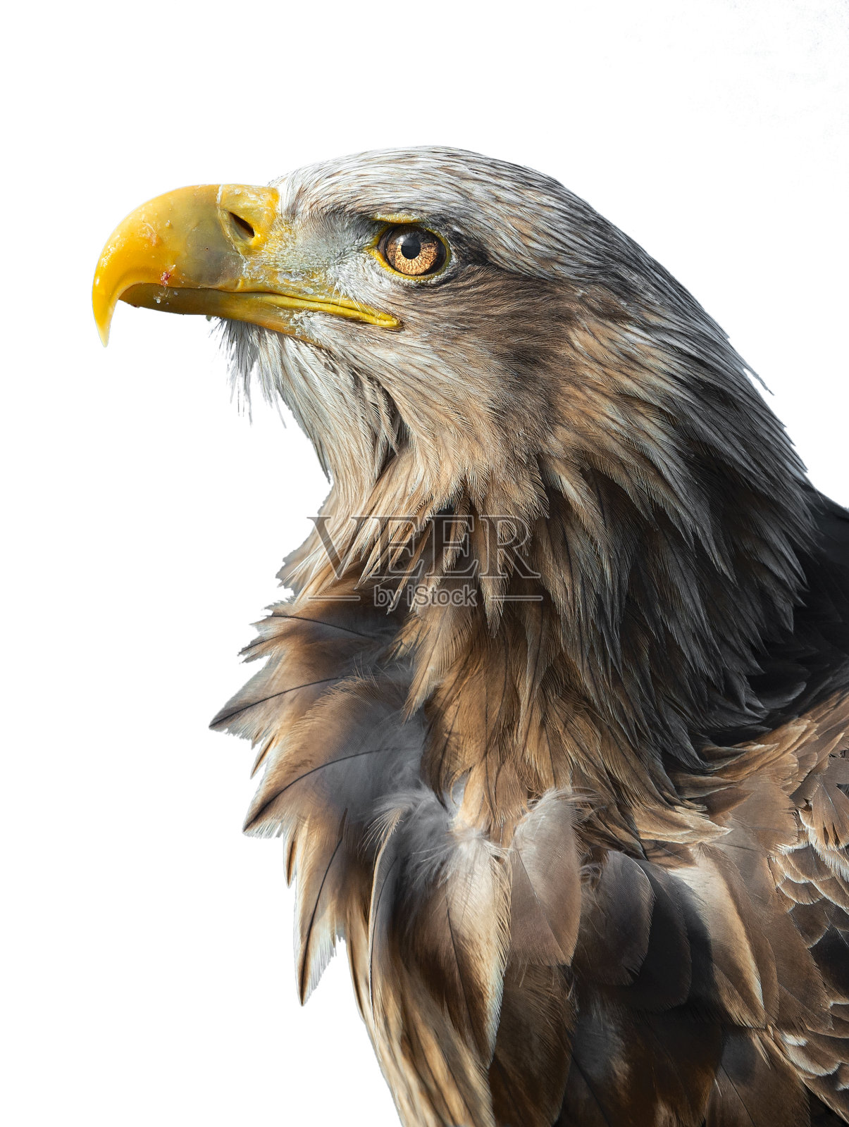 白尾鹰的特写照片照片摄影图片