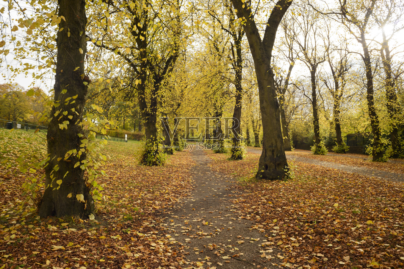 秋天的树木和树叶照片摄影图片
