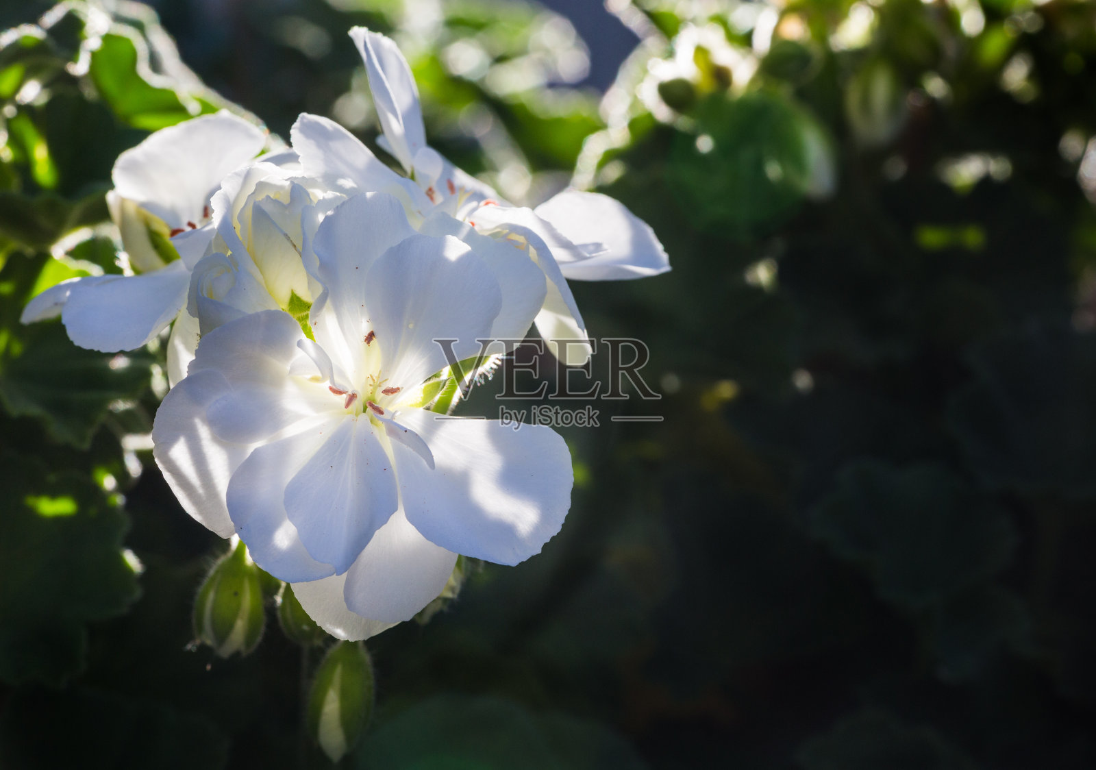 天竺葵在阳光下照片摄影图片