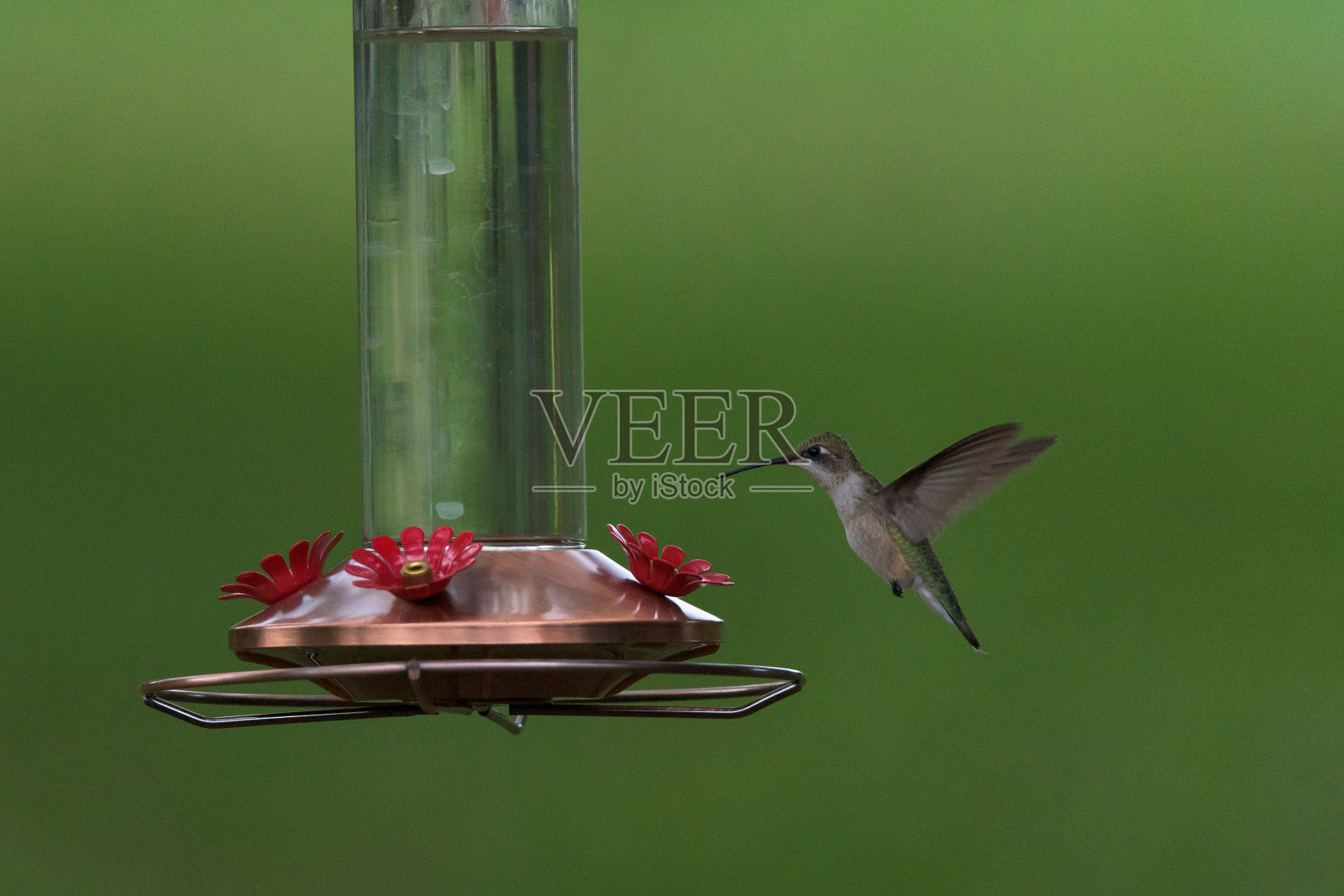 Ruby-throated蜂鸟照片摄影图片