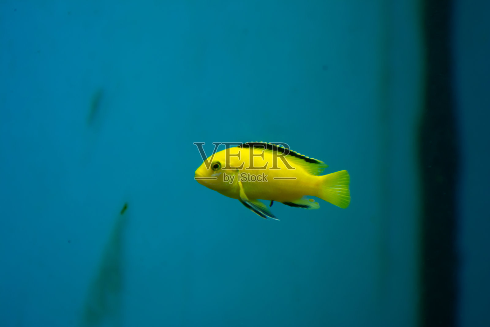 明亮的黄色小可爱鱼在水族馆照片摄影图片