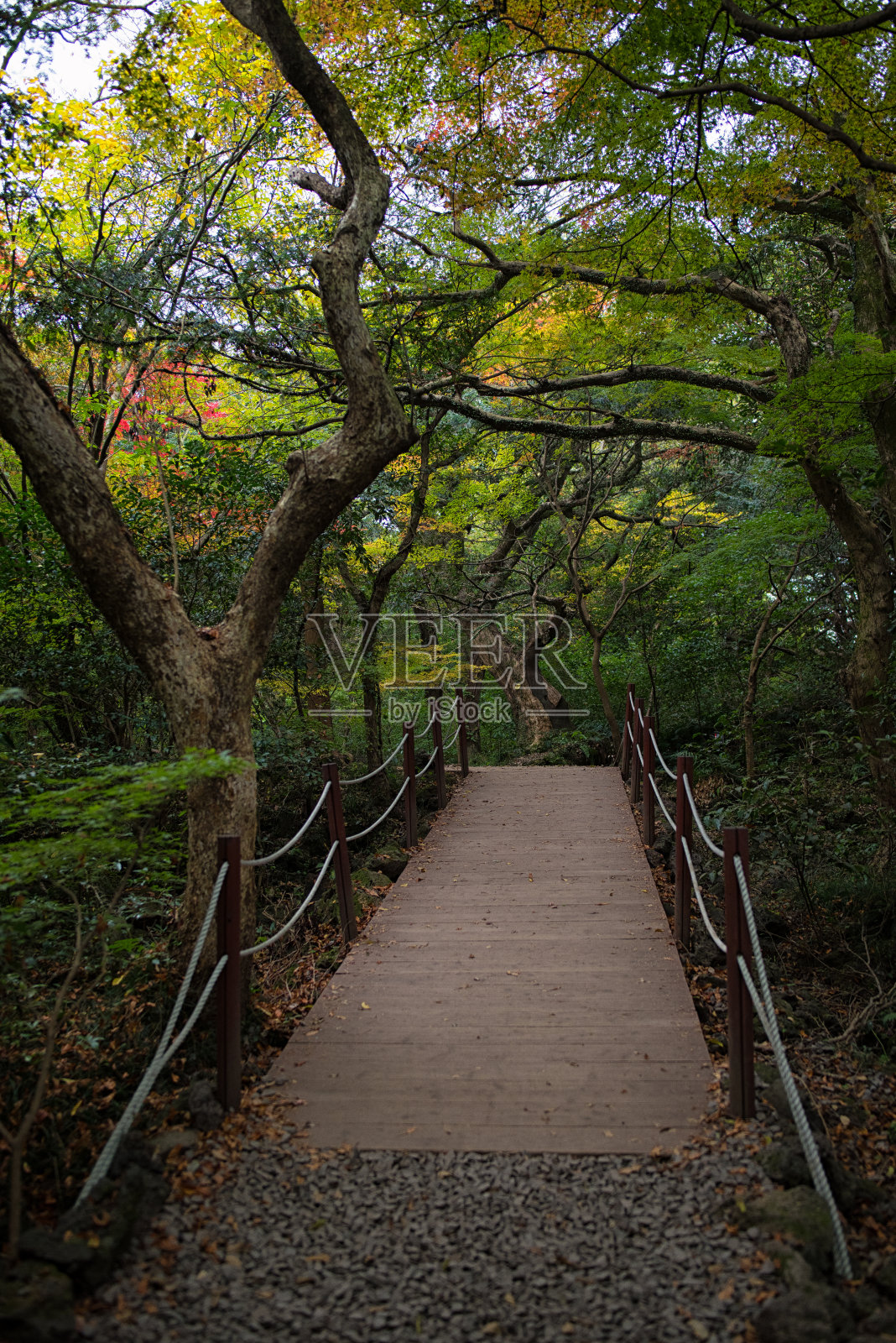 香榧树林中的小径照片摄影图片