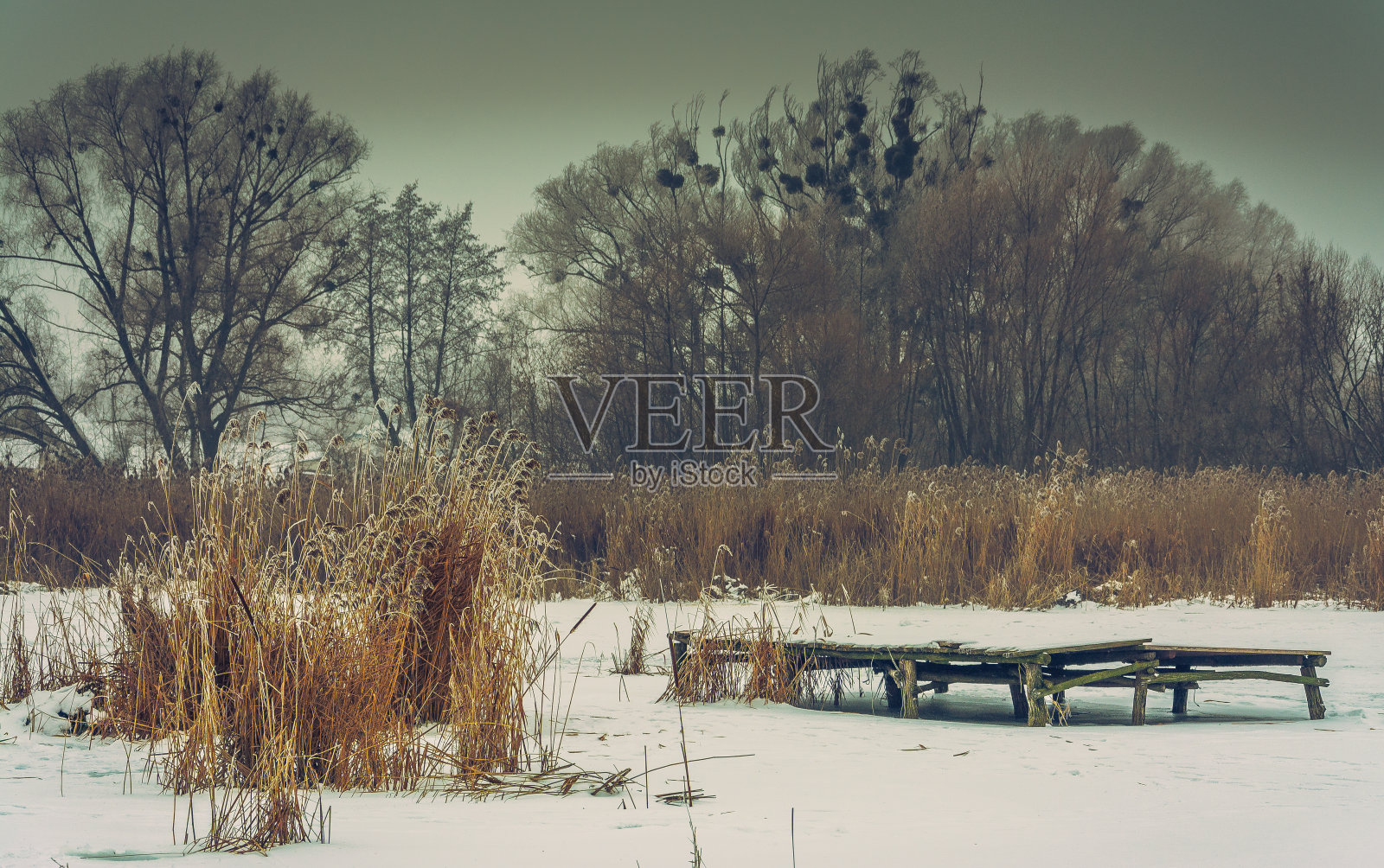 冬季森林照片摄影图片