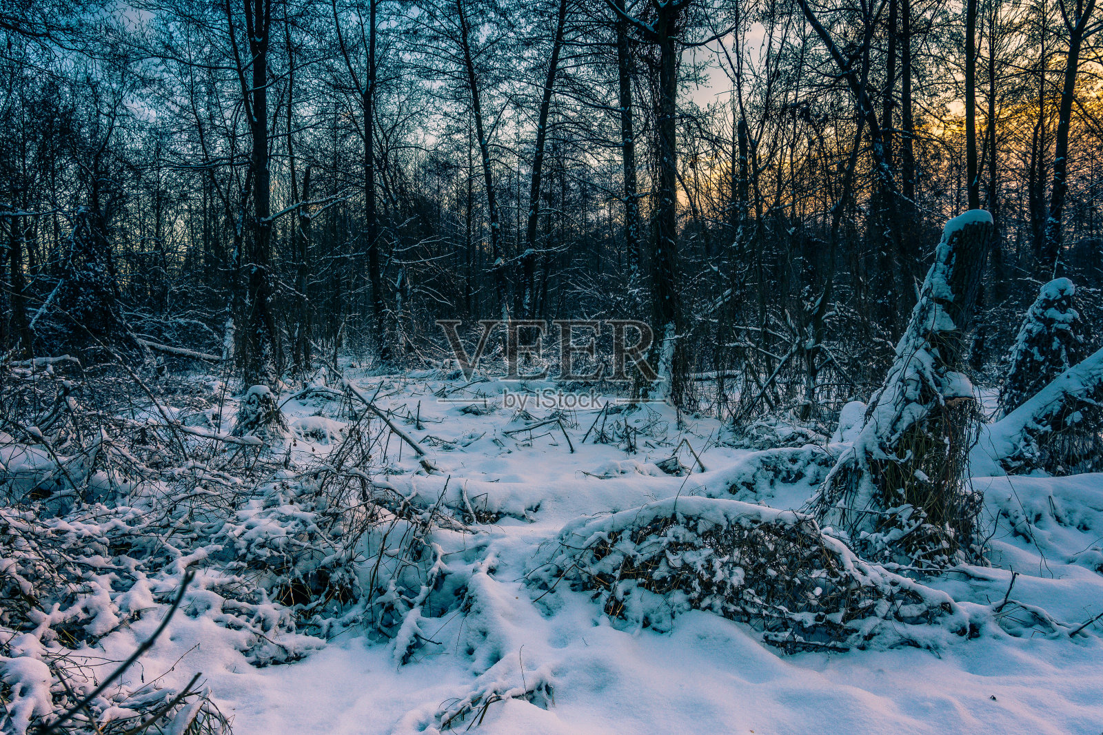 冬季森林照片摄影图片