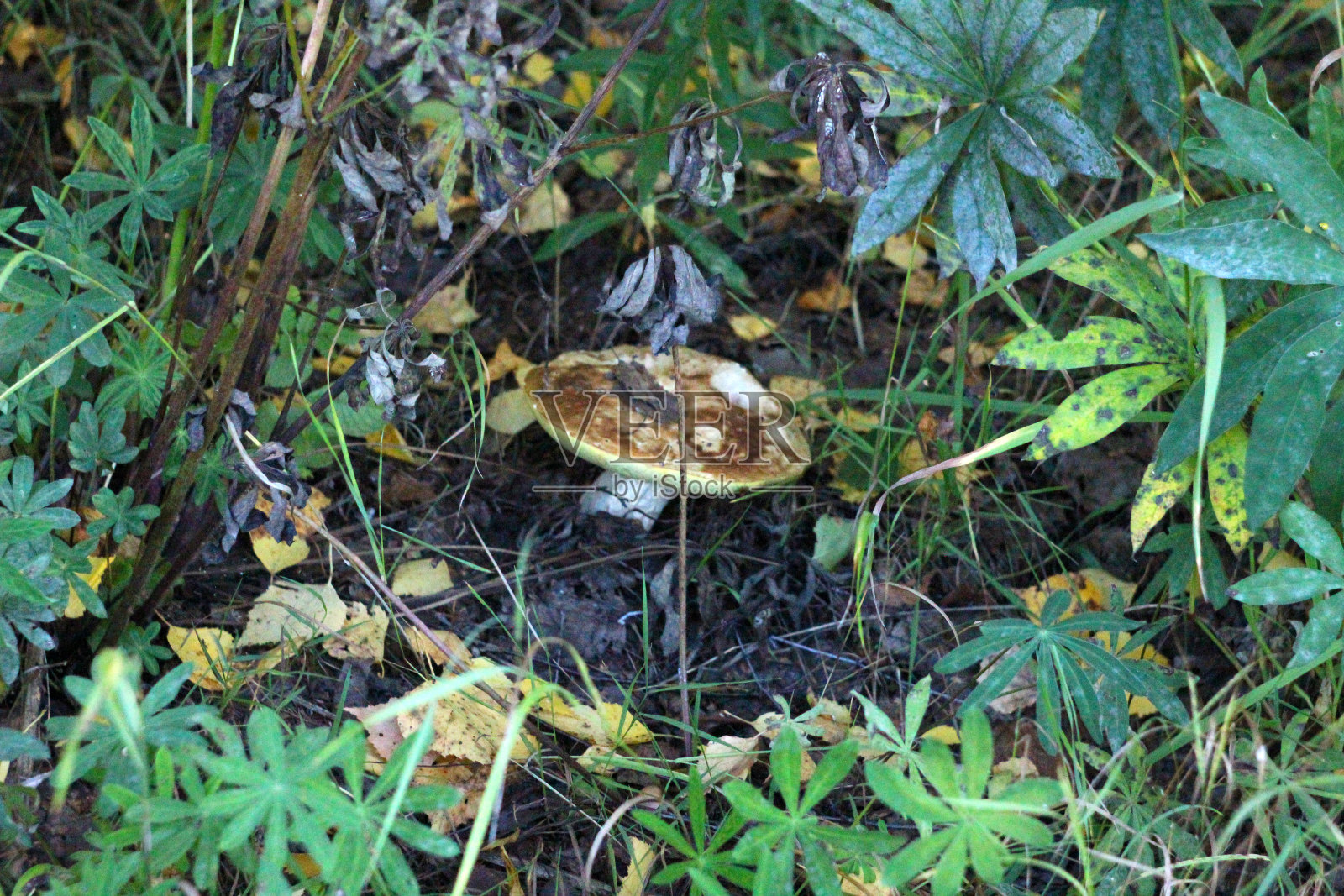 在羽扇豆叶、落叶和树枝为背景的秋季森林中，蘑菇(牛肝菌)照片摄影图片