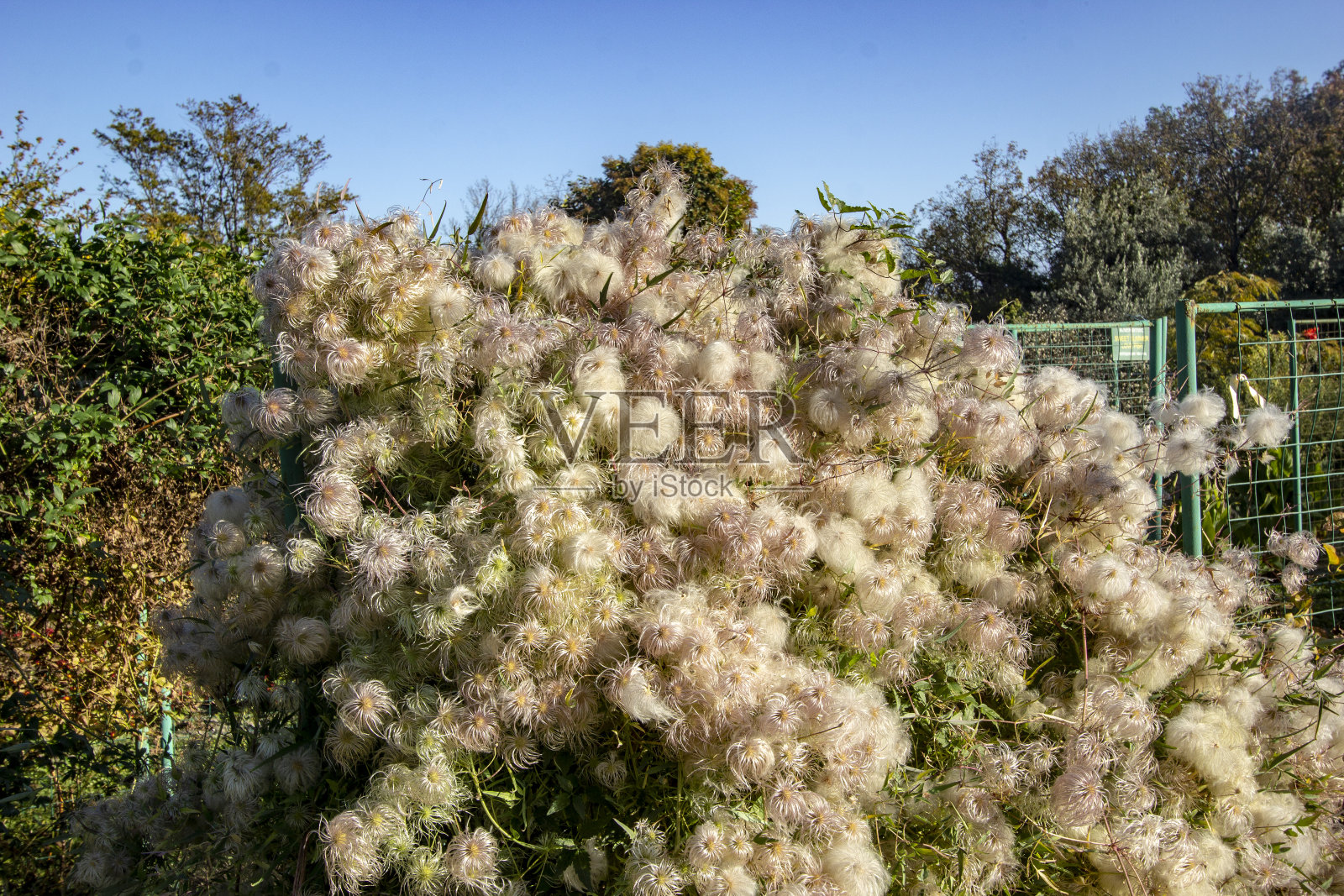 克里米亚植物园照片摄影图片