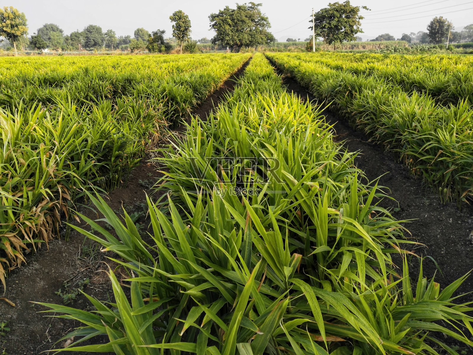姜农田照片摄影图片
