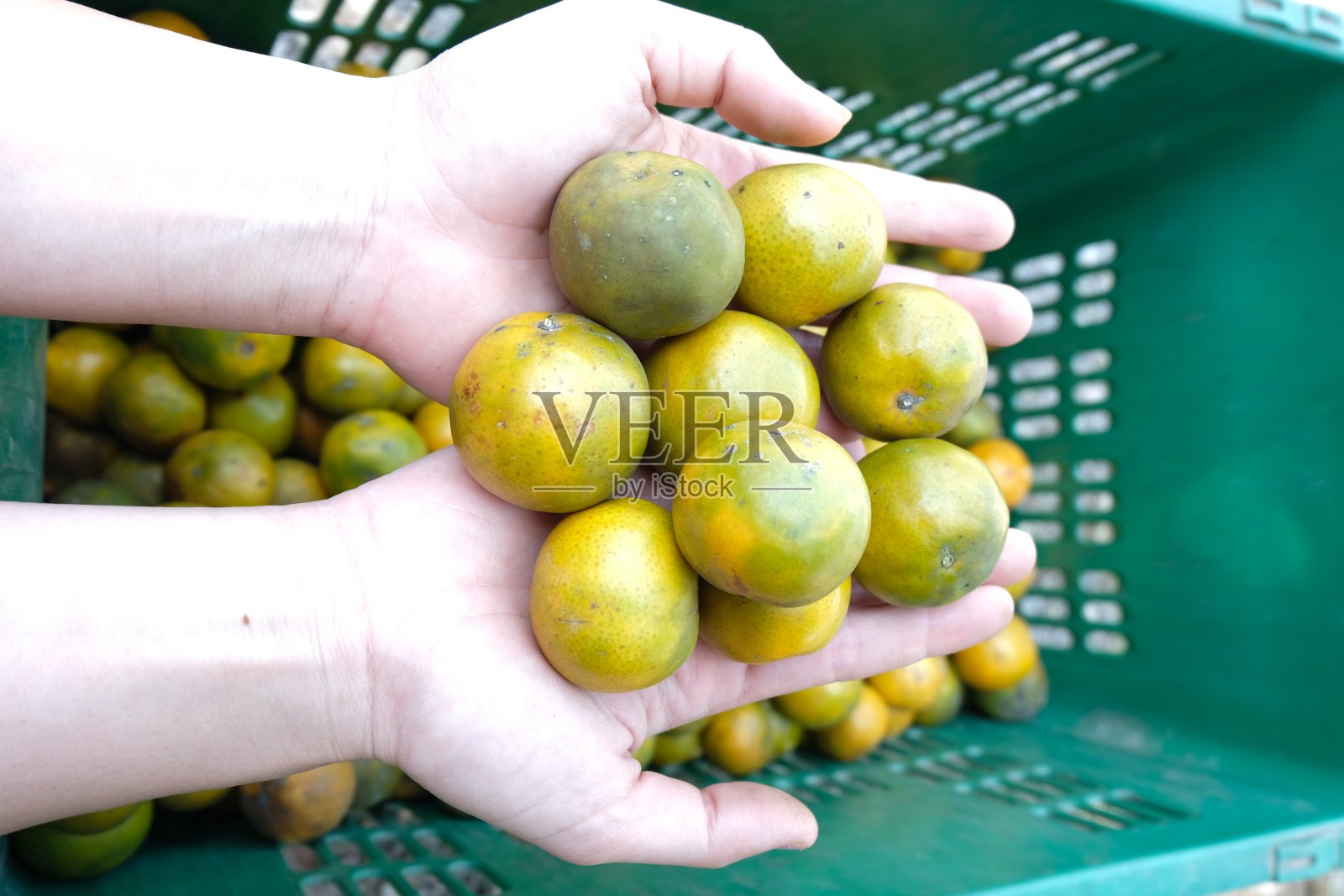 收获后手中的橘子，在泰国照片摄影图片