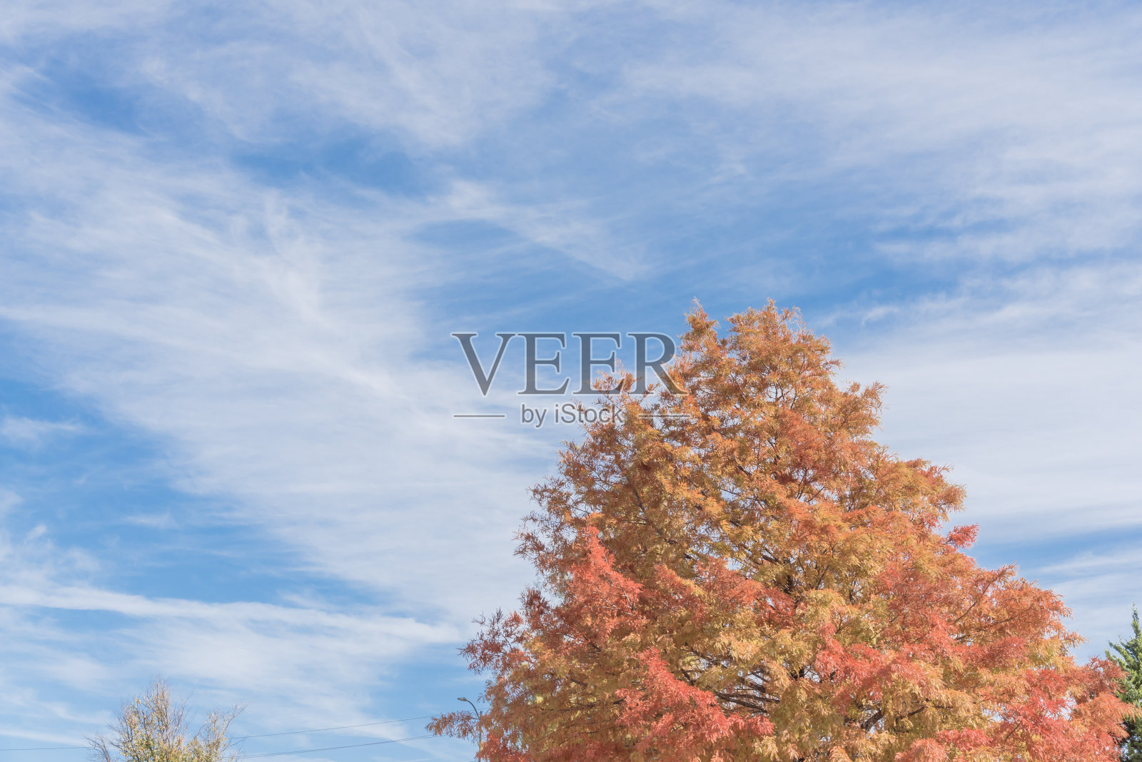 一种大而长条状的秃柏树，秋天有橙色的叶子照片摄影图片