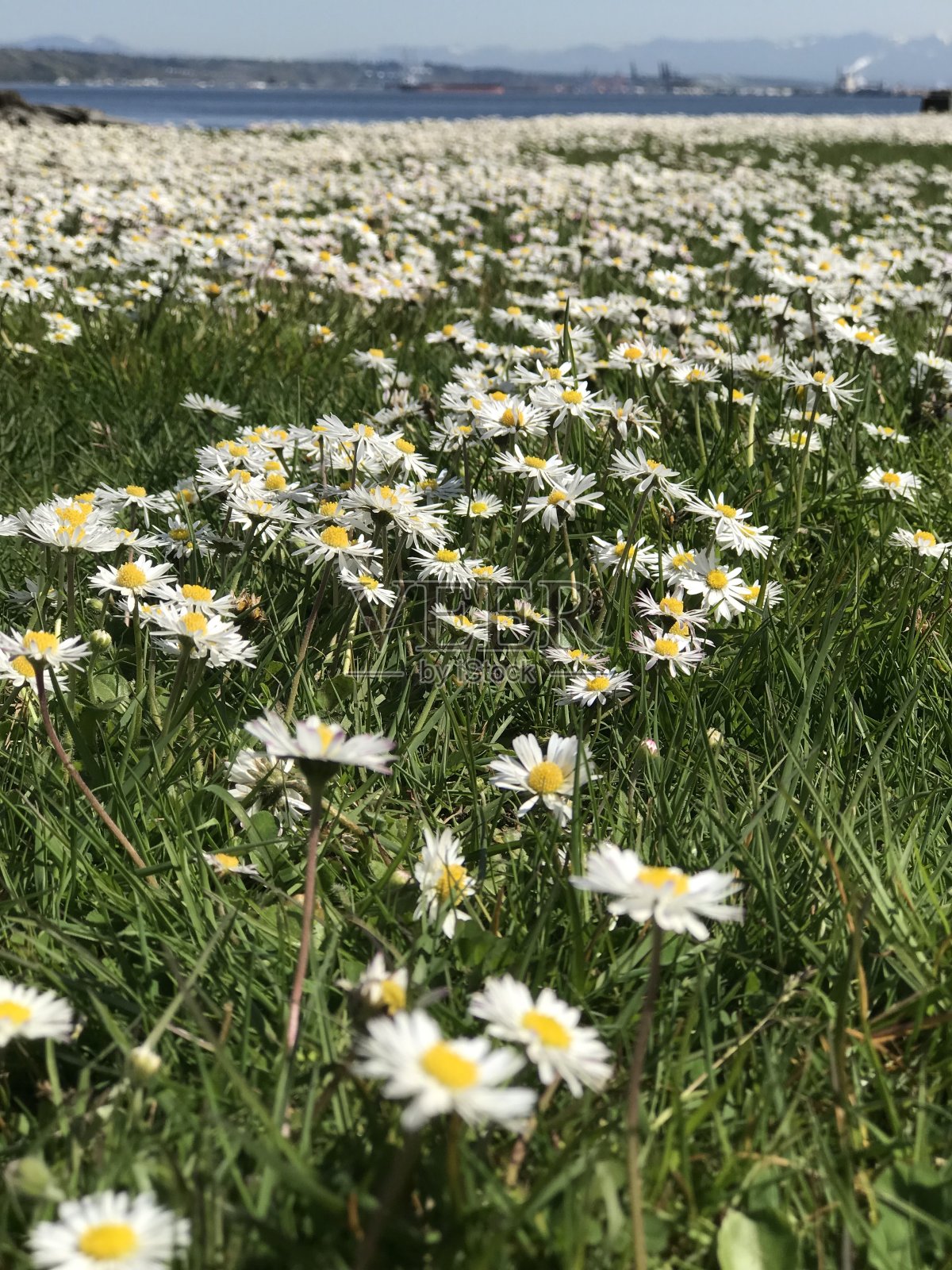的雏菊照片摄影图片