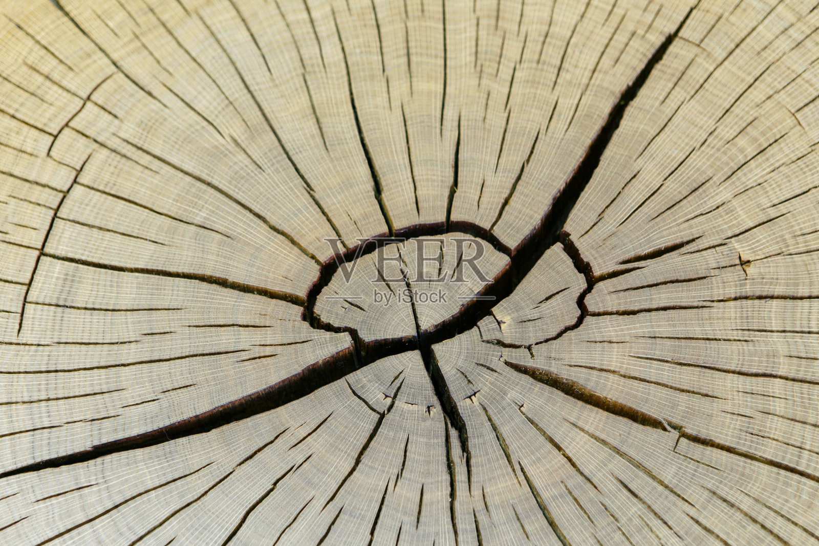 近距离观看一个温暖的橙色树桩年轮和纹理突出照片摄影图片