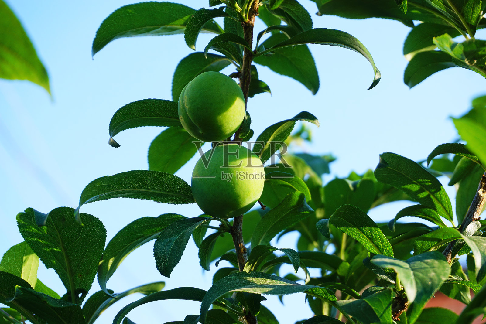 李树照片摄影图片