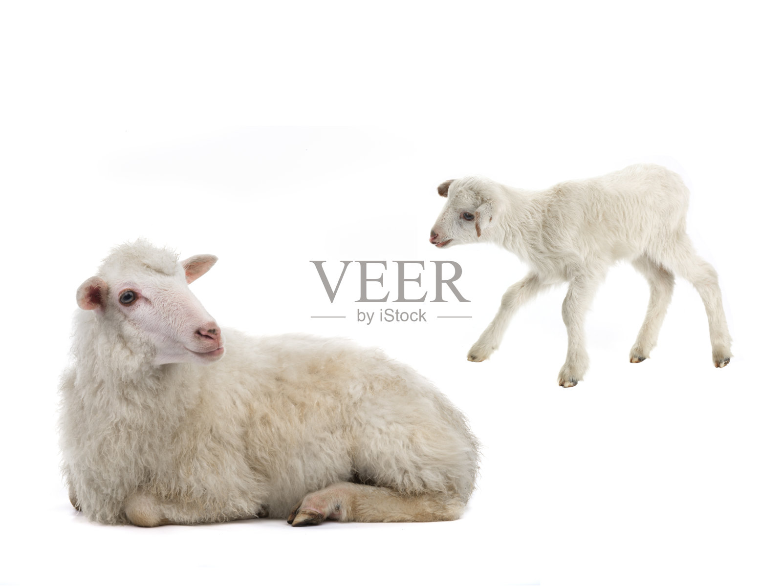 小绵羊和母羊在一起，白色的照片摄影图片