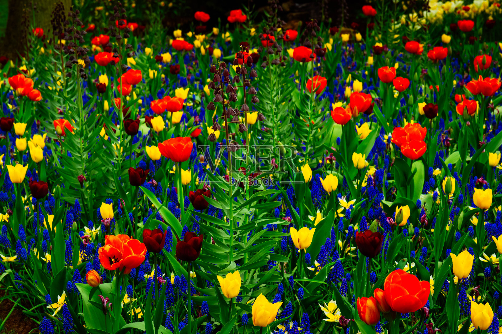 鲜花盛开的草坪照片摄影图片