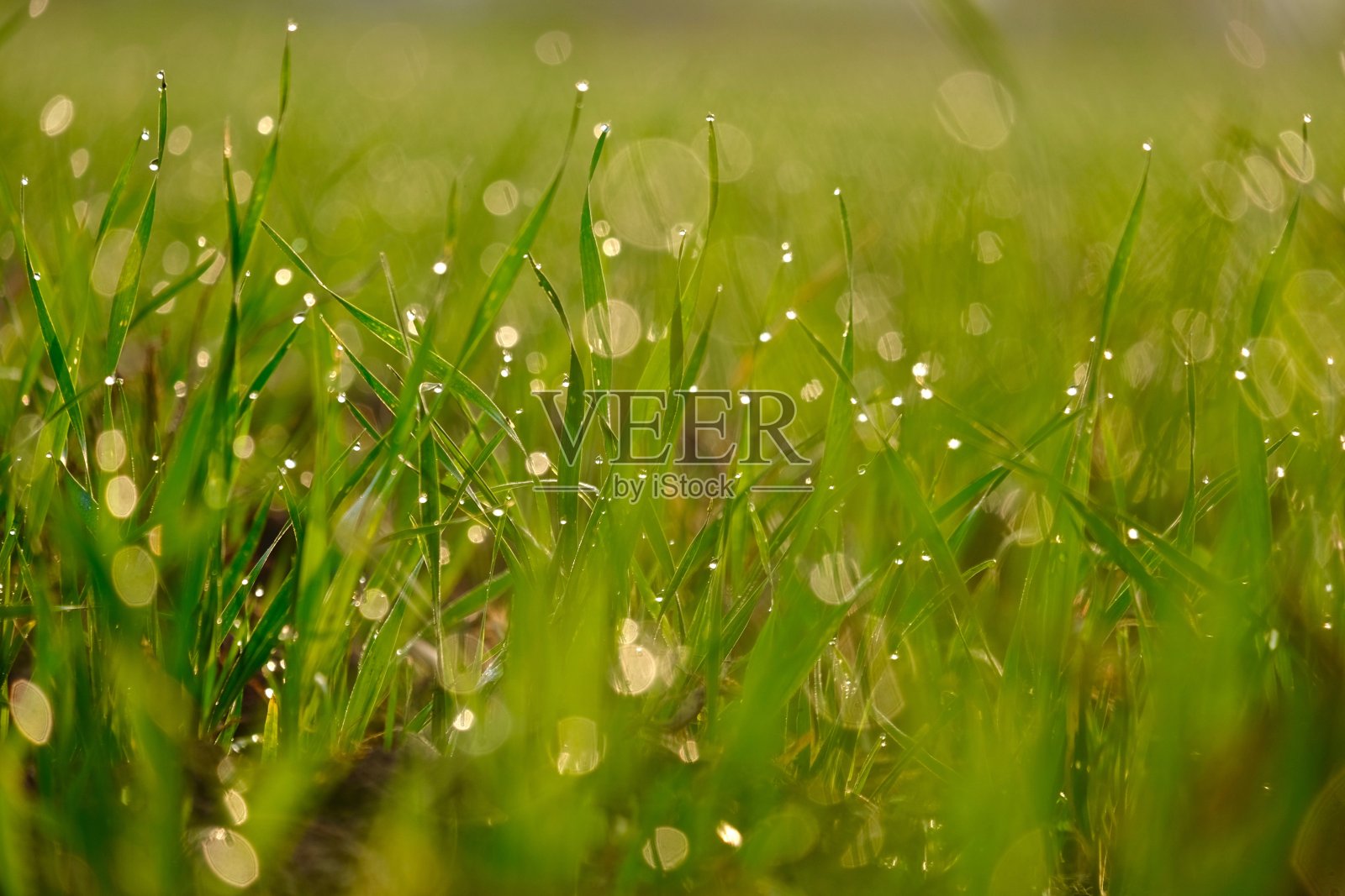 自然背景图案照片摄影图片