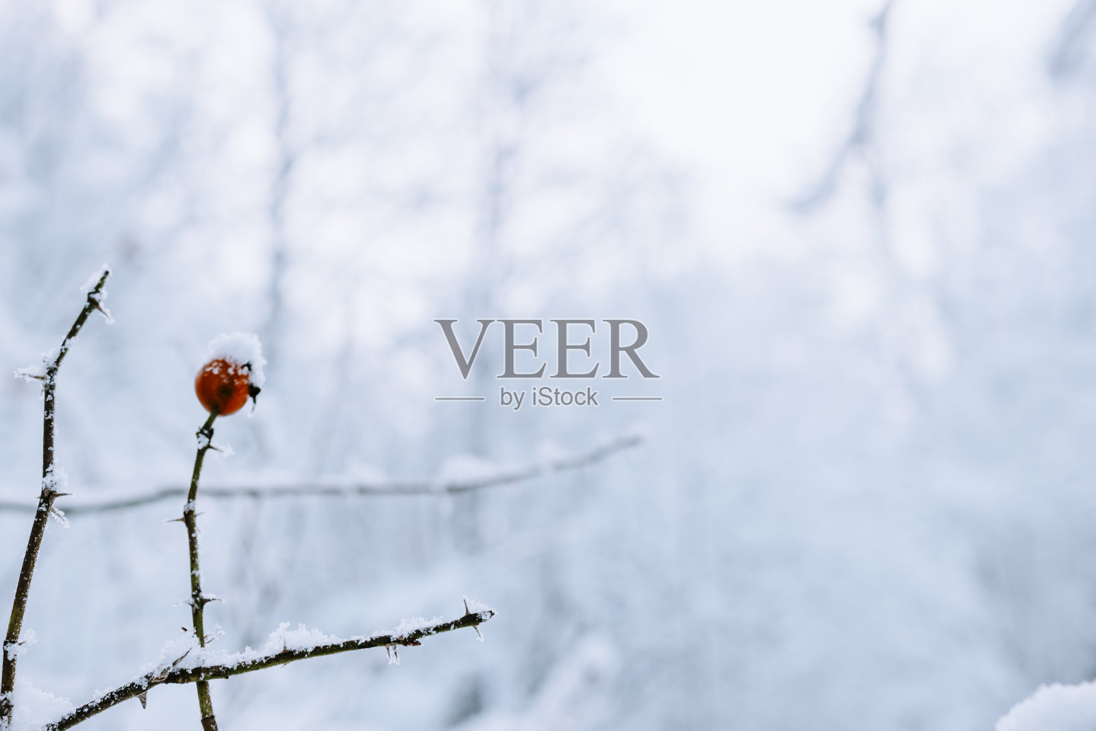 冬天的景象-结霜的树枝照片摄影图片