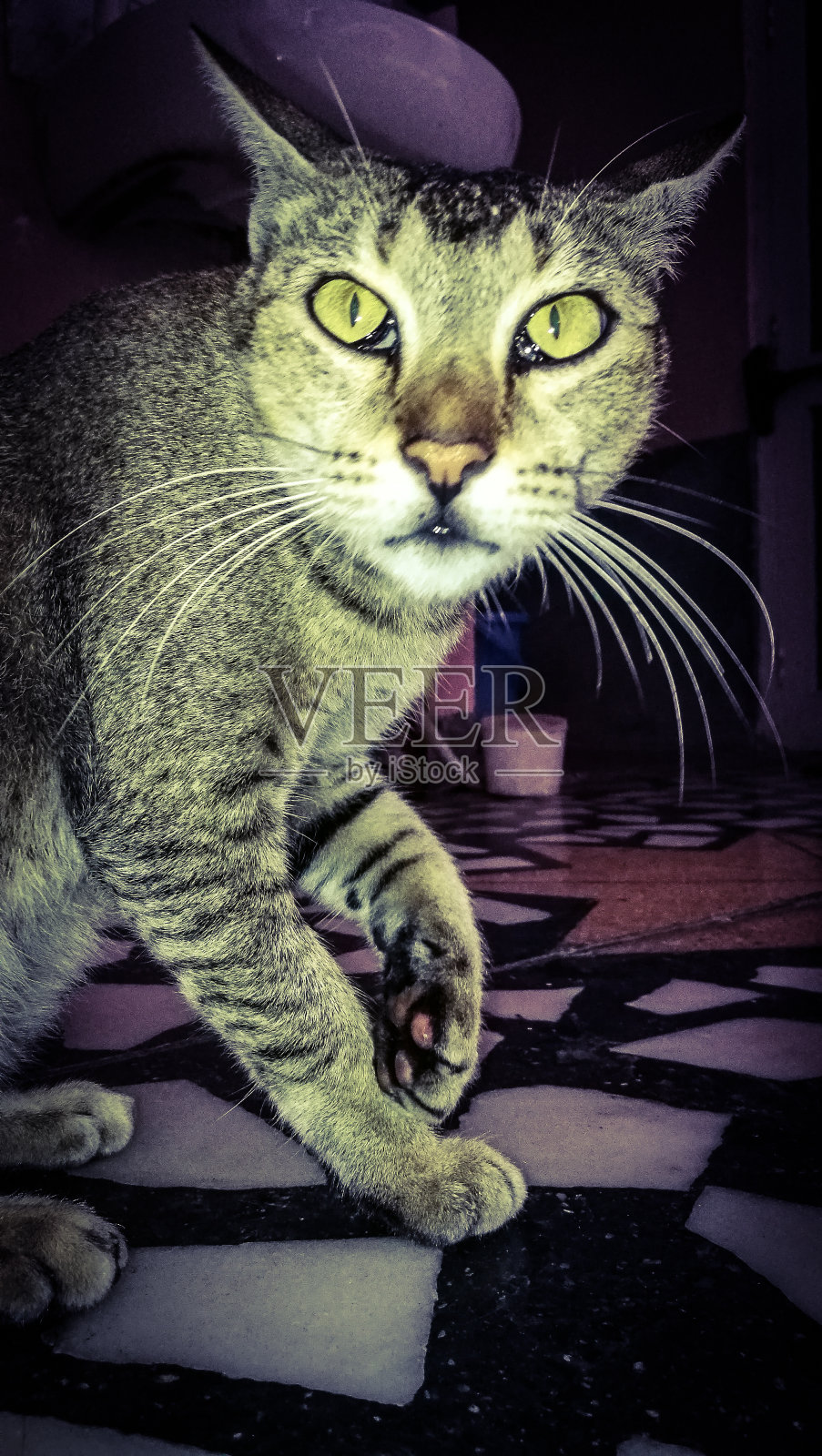 猫照片摄影图片