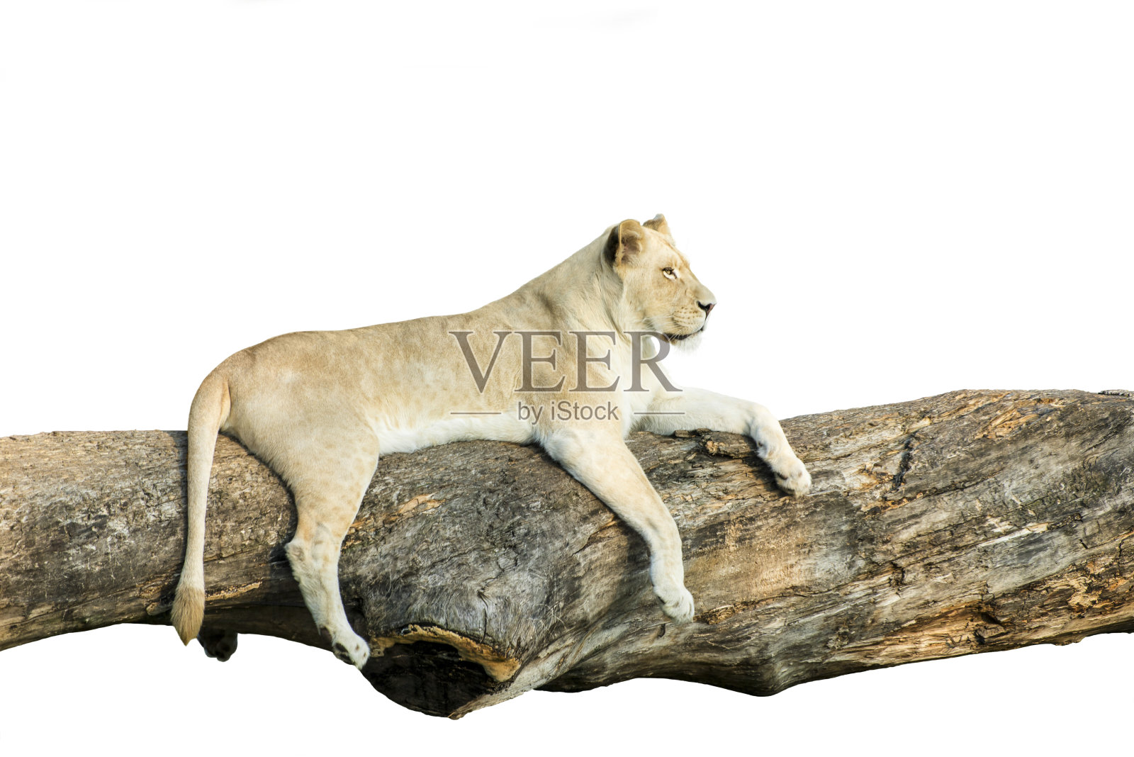 雌狮休息孤立照片摄影图片