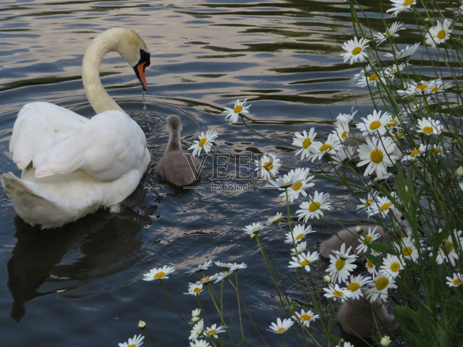 自然和教养-天鹅和小天鹅照片摄影图片