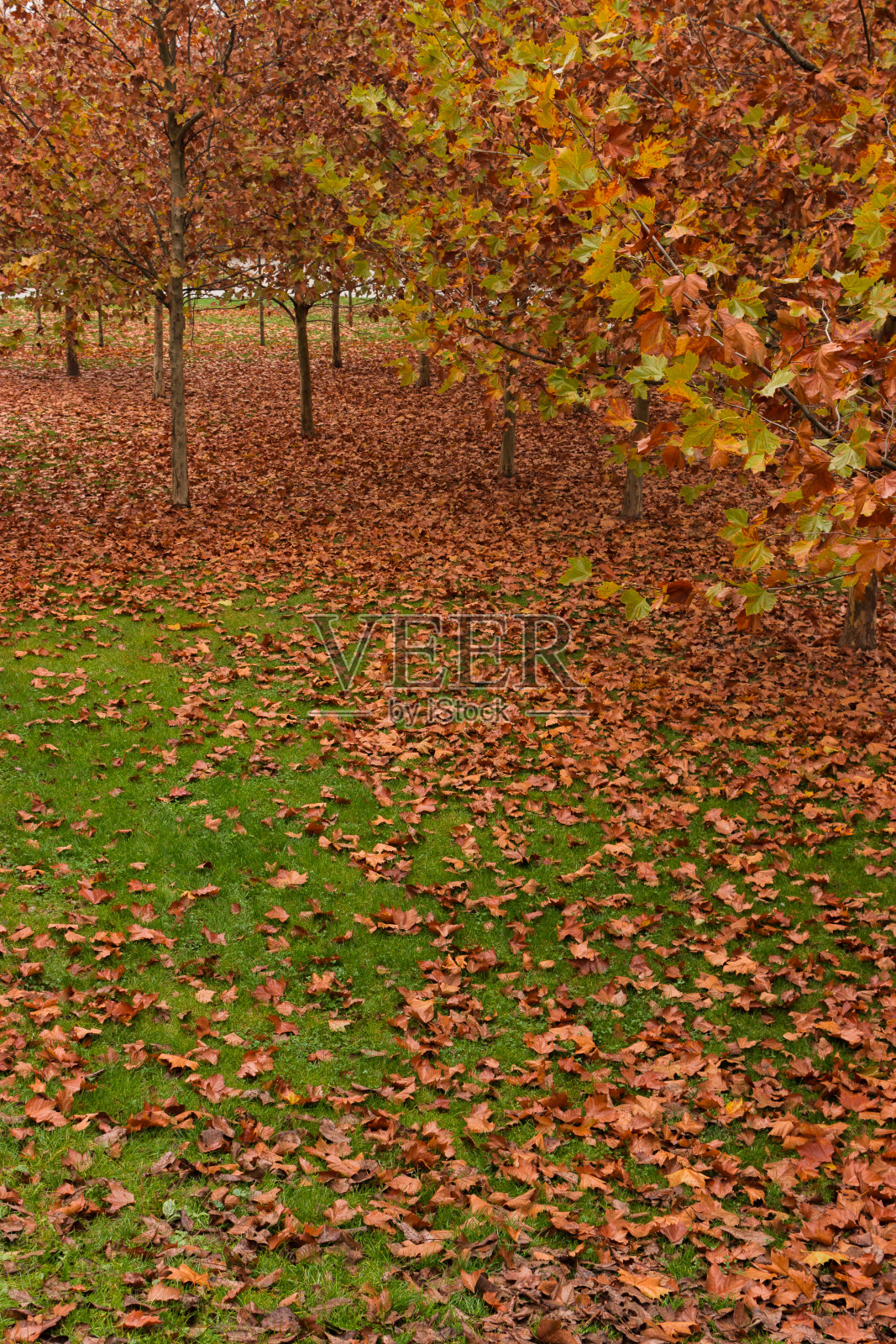 秋天的公园照片摄影图片