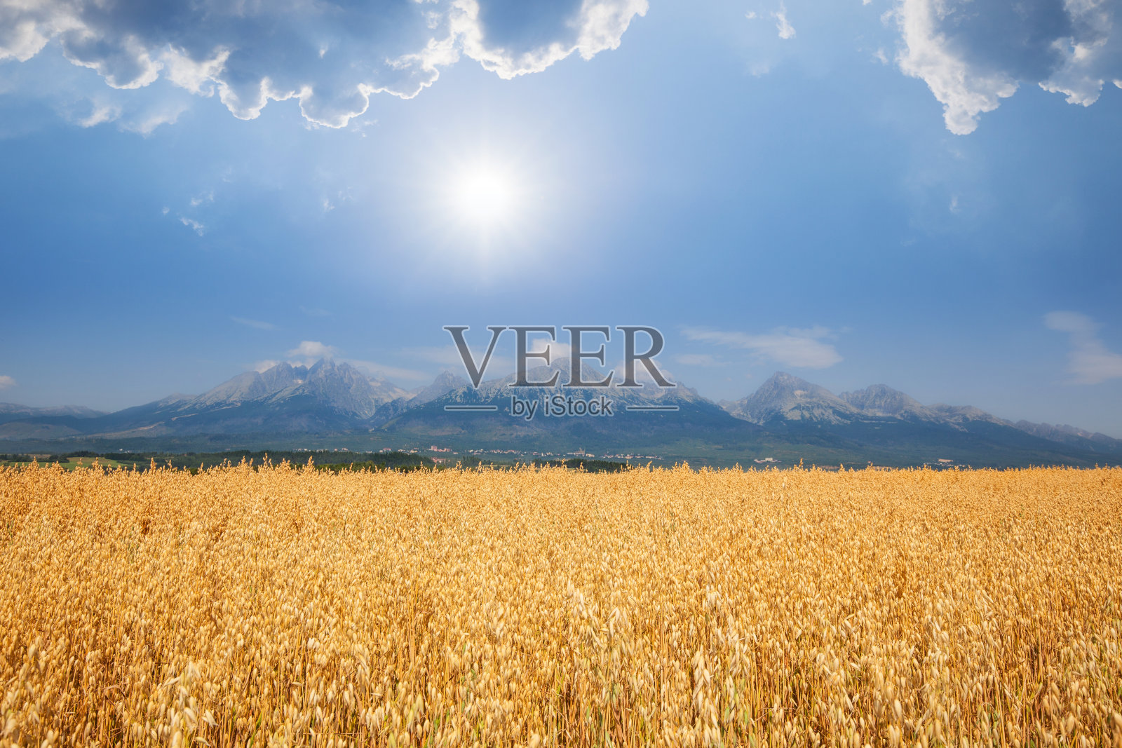 麦田景观和高山脉的背景照片摄影图片