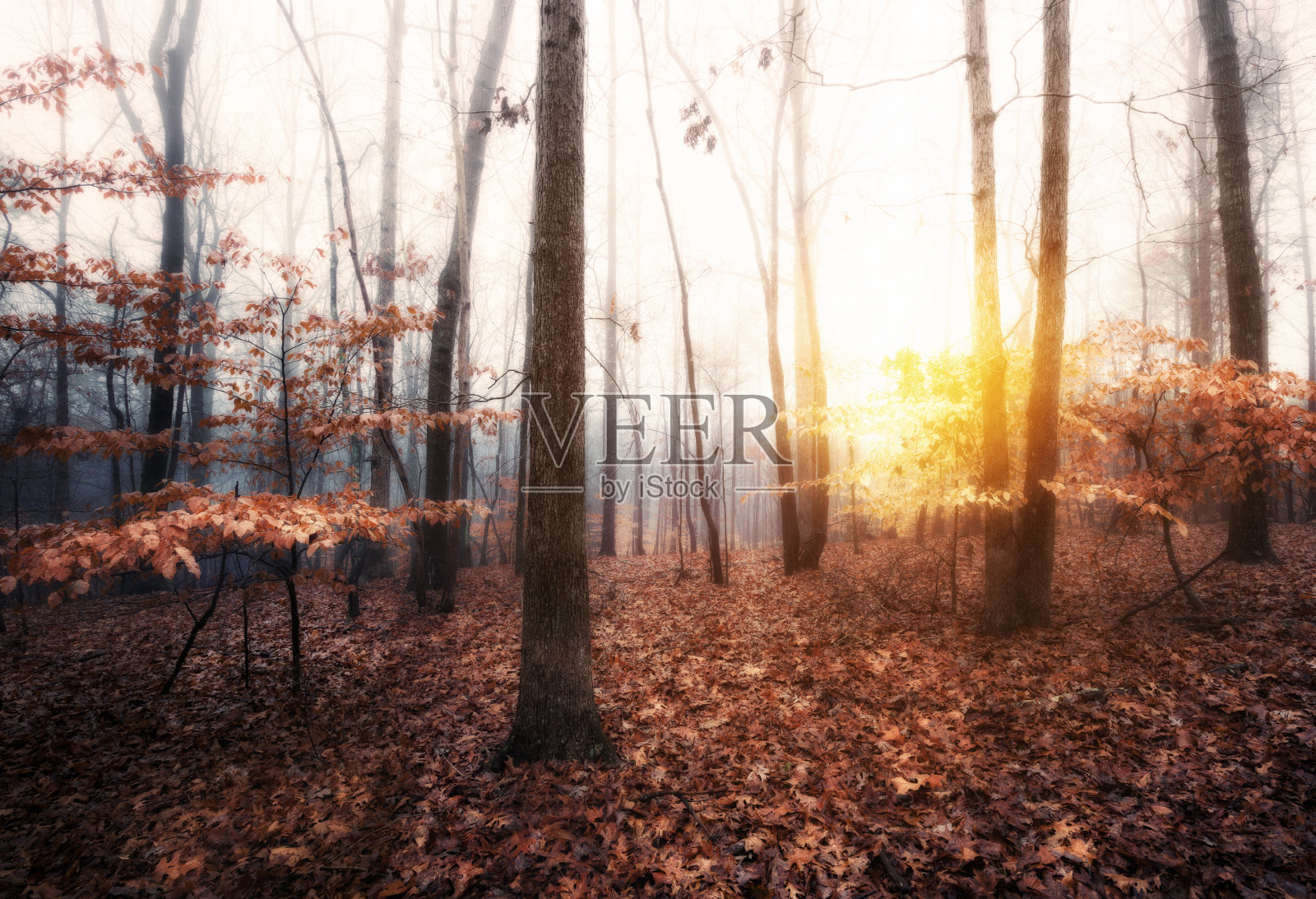 秋天雾蒙蒙的森林。明亮的秋色，古老的薄雾木材照片摄影图片