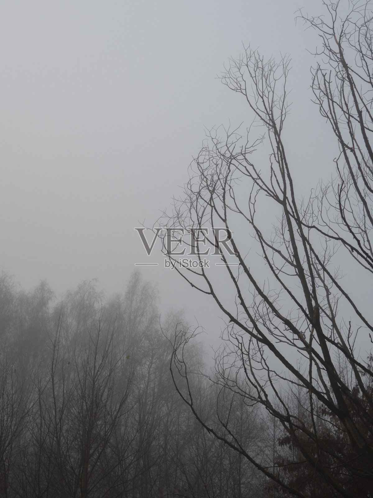 清晨有雾的性质照片摄影图片