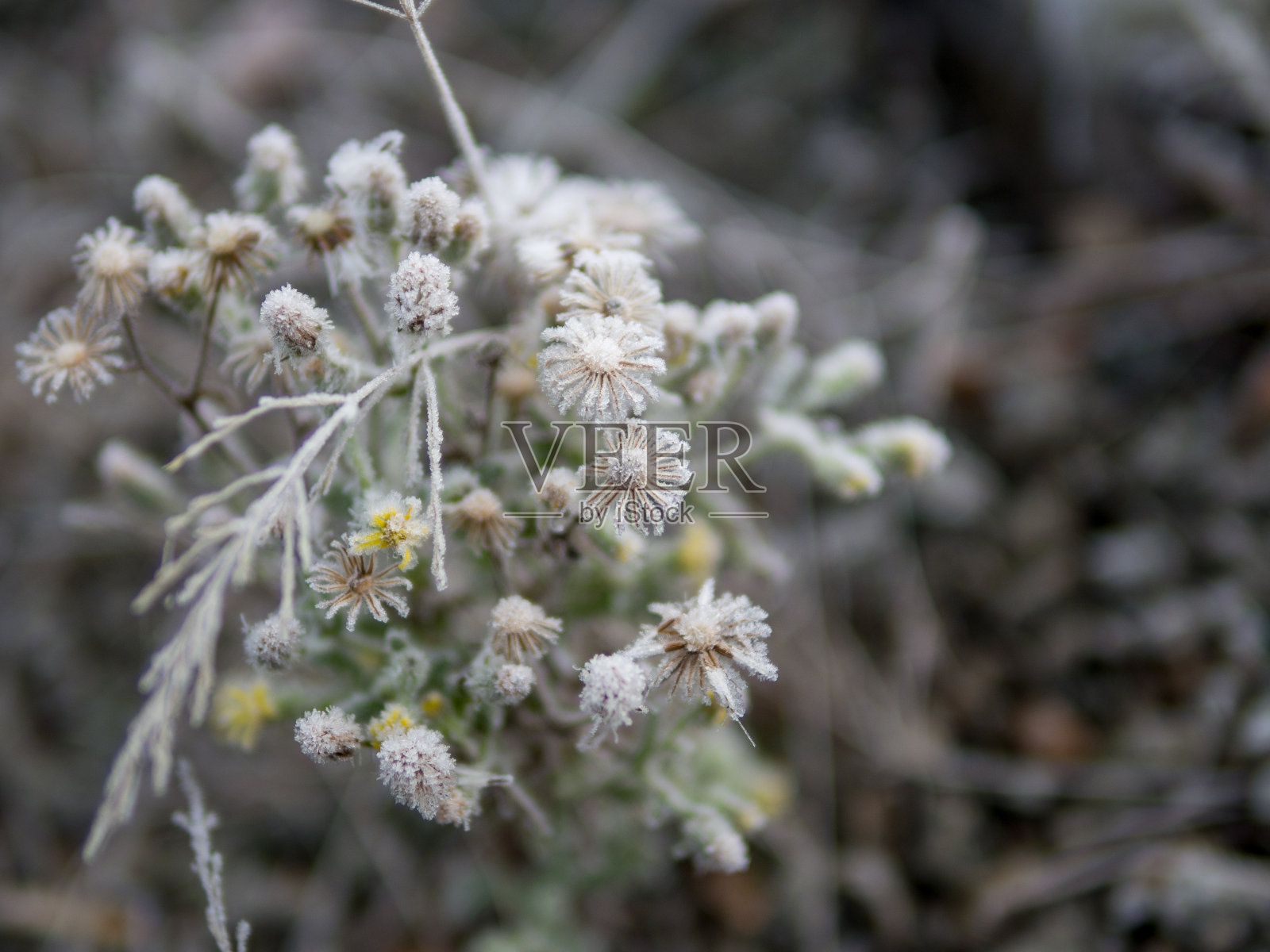 在有雾的清晨冰冻的植物照片摄影图片