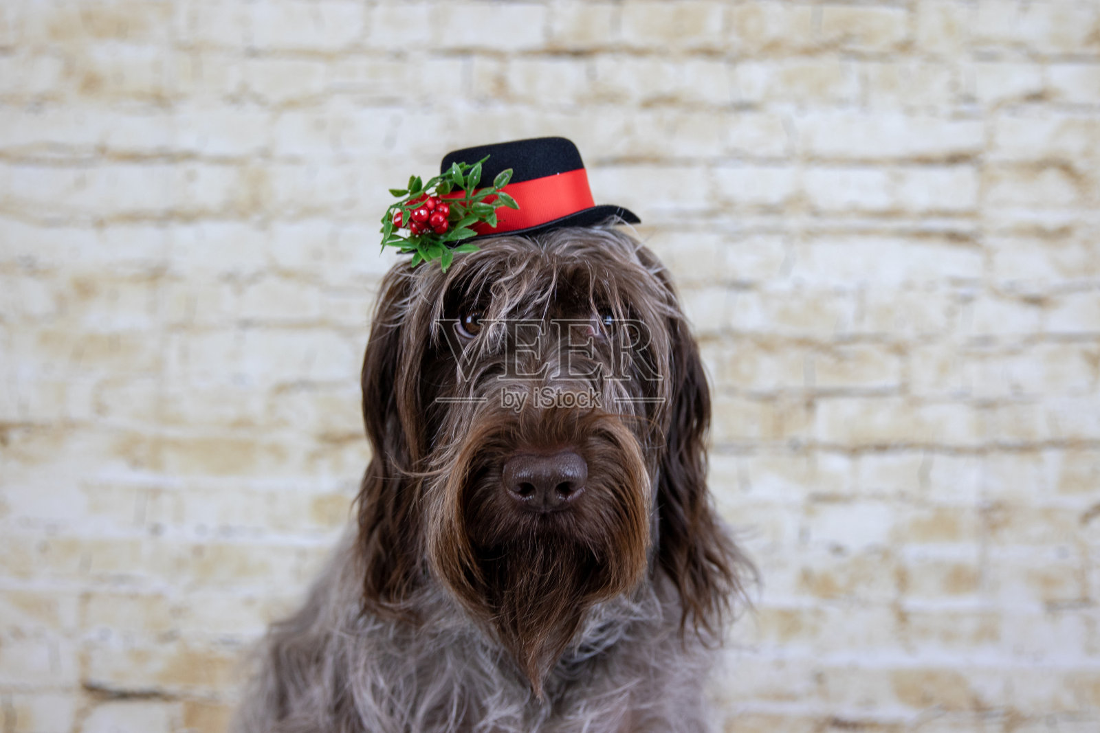 圣诞狗狗照片摄影图片