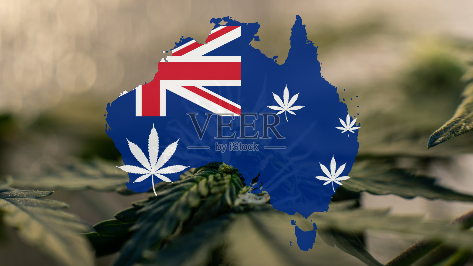 澳大利亚的医用大麻种植和出口大麻照片摄影图片