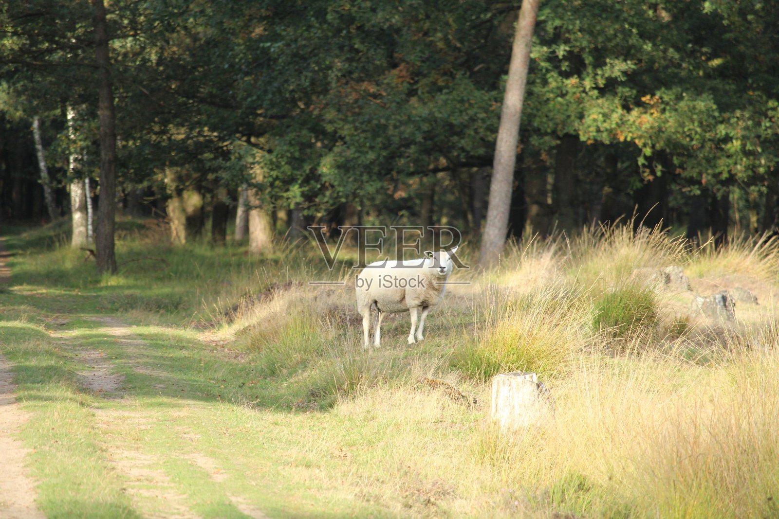 野羊照片摄影图片