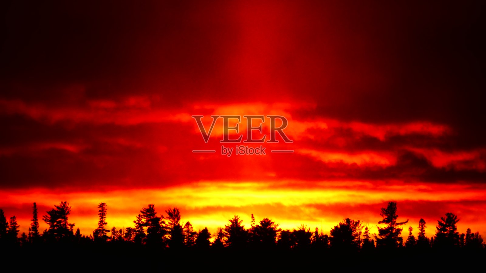 冷杉上明亮的橙色日落照片摄影图片