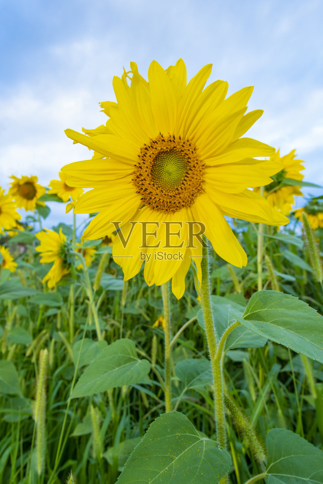 向日葵在现场照片摄影图片