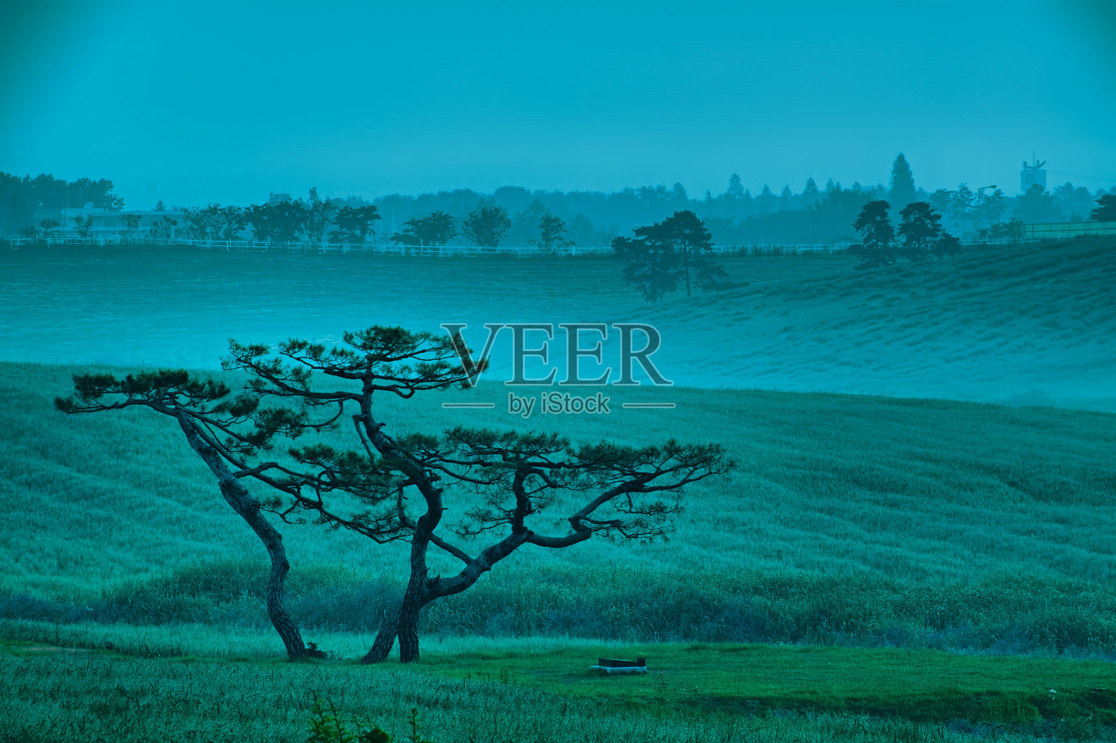 雾大麦田VD702照片摄影图片