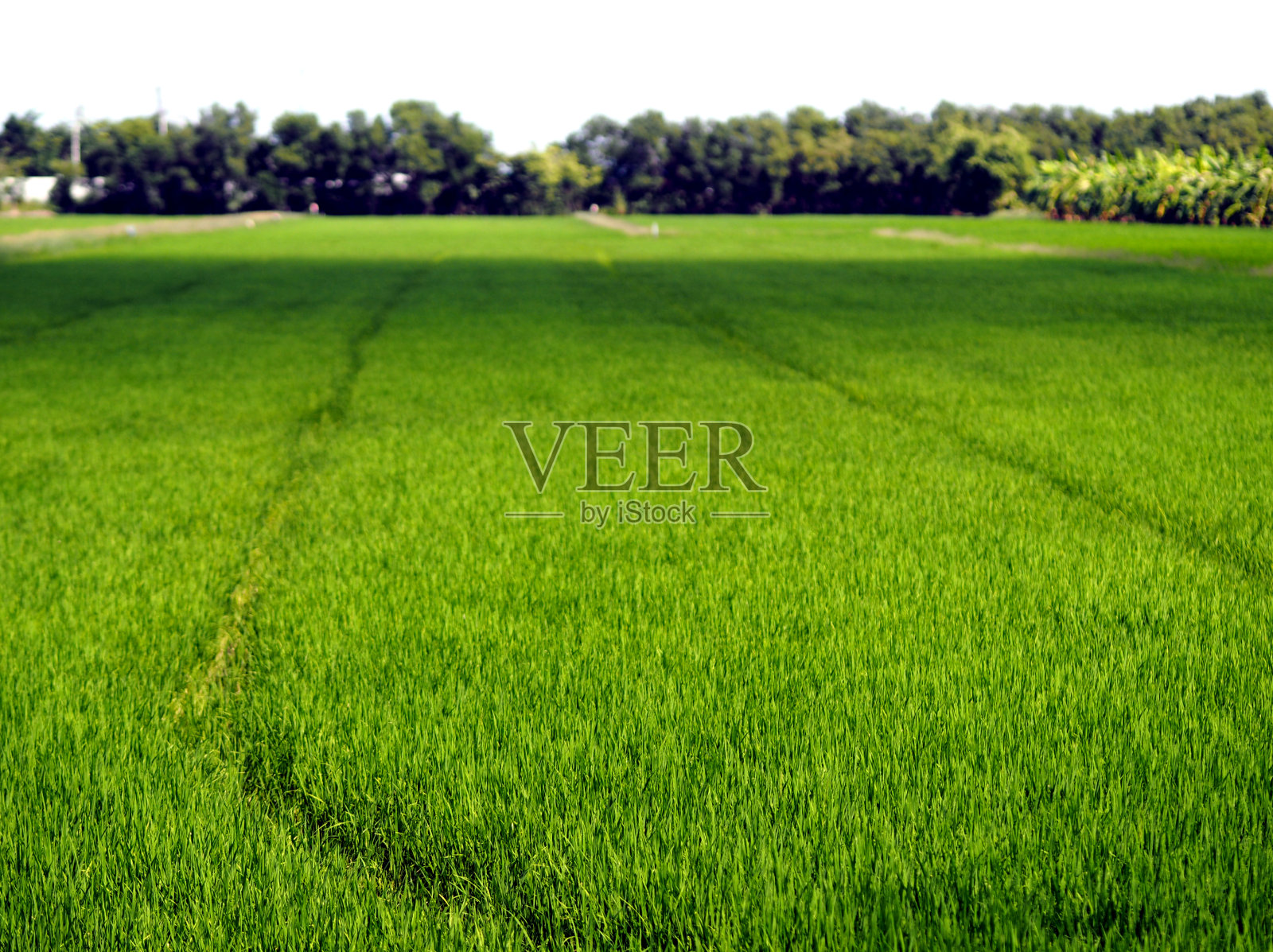 水稻树草茂盛的青翠翠绿的青翠翠绿的绿叶翠绿的翠绿绿色的田野草绿色修剪整齐的草坪照片摄影图片