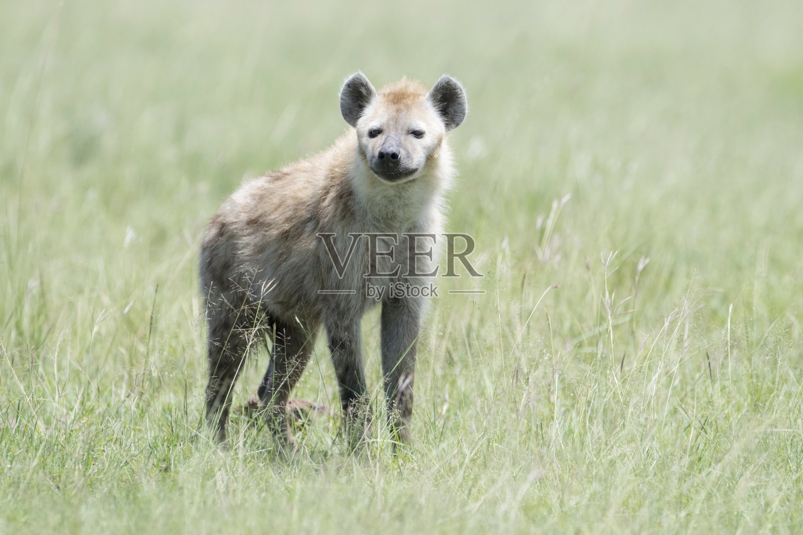 斑点土狼（克罗库塔鳄鱼）照片摄影图片