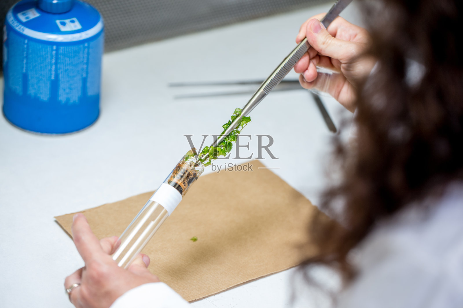 在植物组织培养中准备小葡萄藤的女性研究人员照片摄影图片