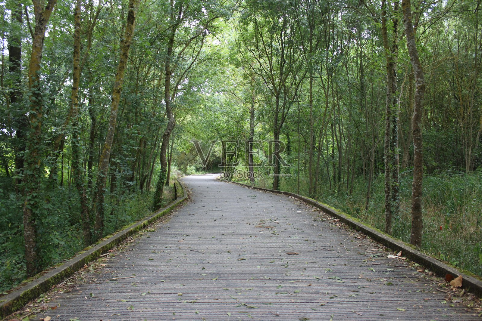 森林小径照片摄影图片