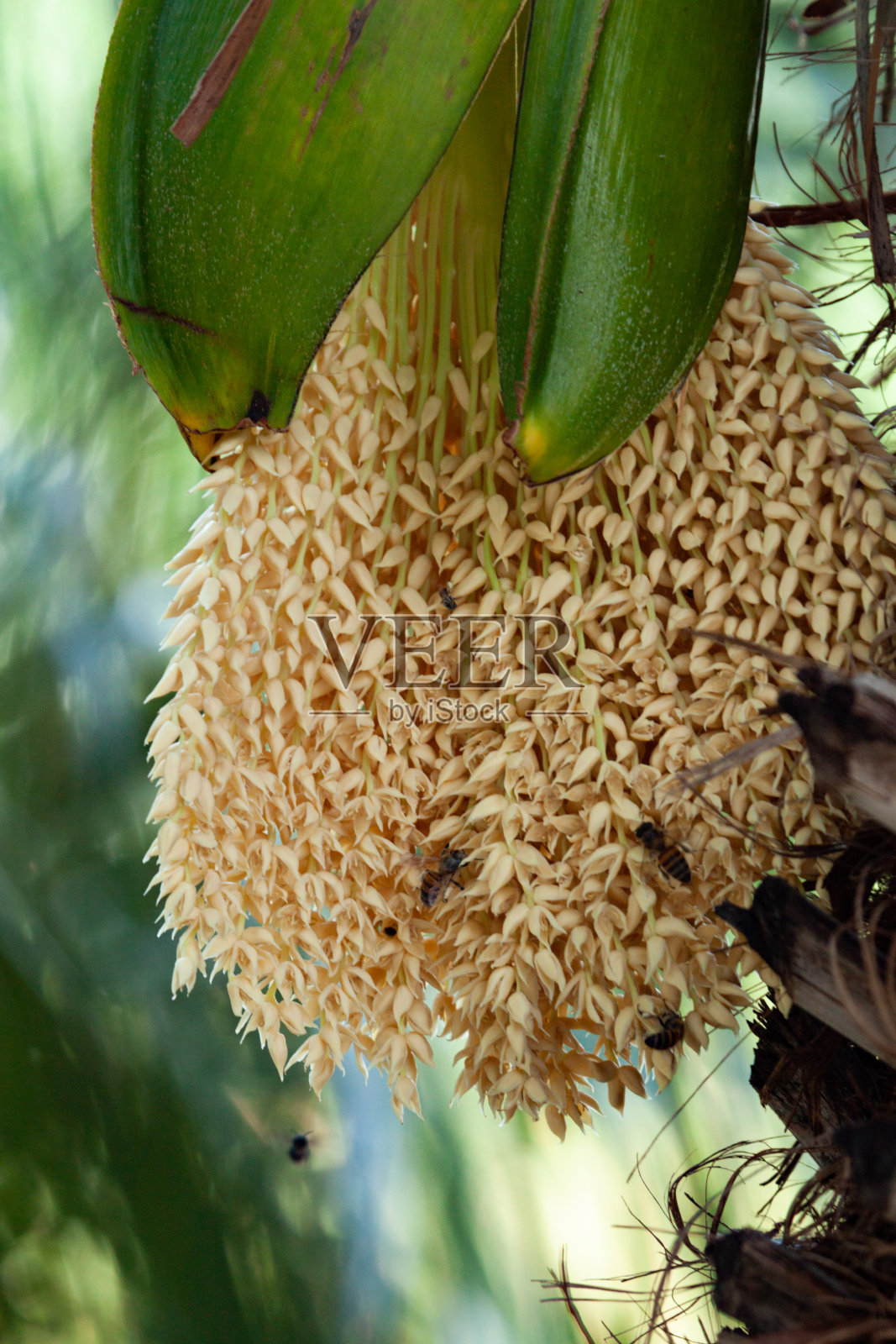 有选择的集中在花的侏儒枣椰树与蜜蜂。照片摄影图片