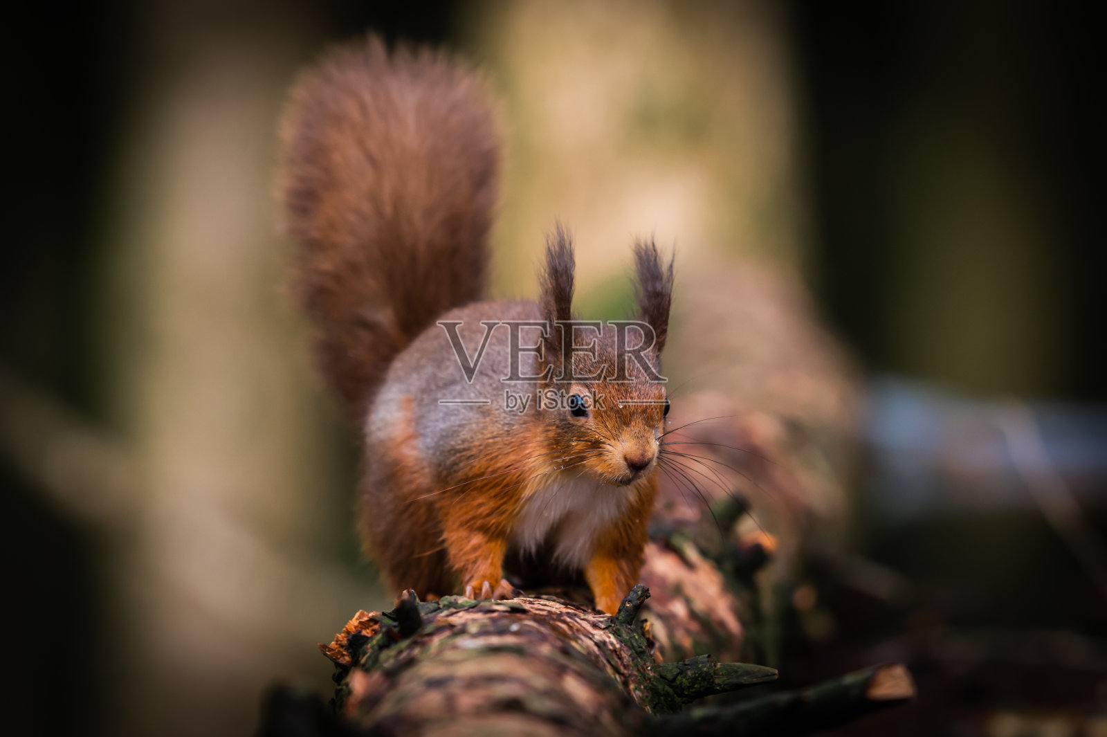 秋天里的红松鼠照片摄影图片
