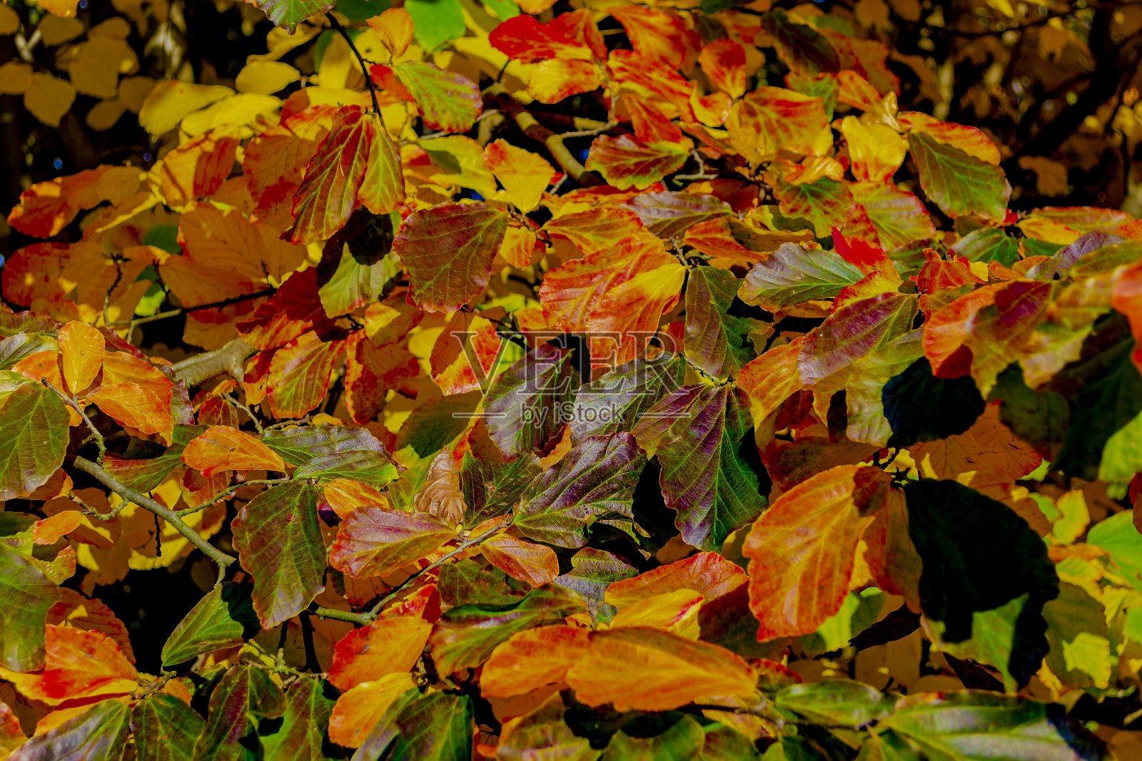 都灵(皮埃蒙特，意大利)秋叶五彩缤纷。照片摄影图片