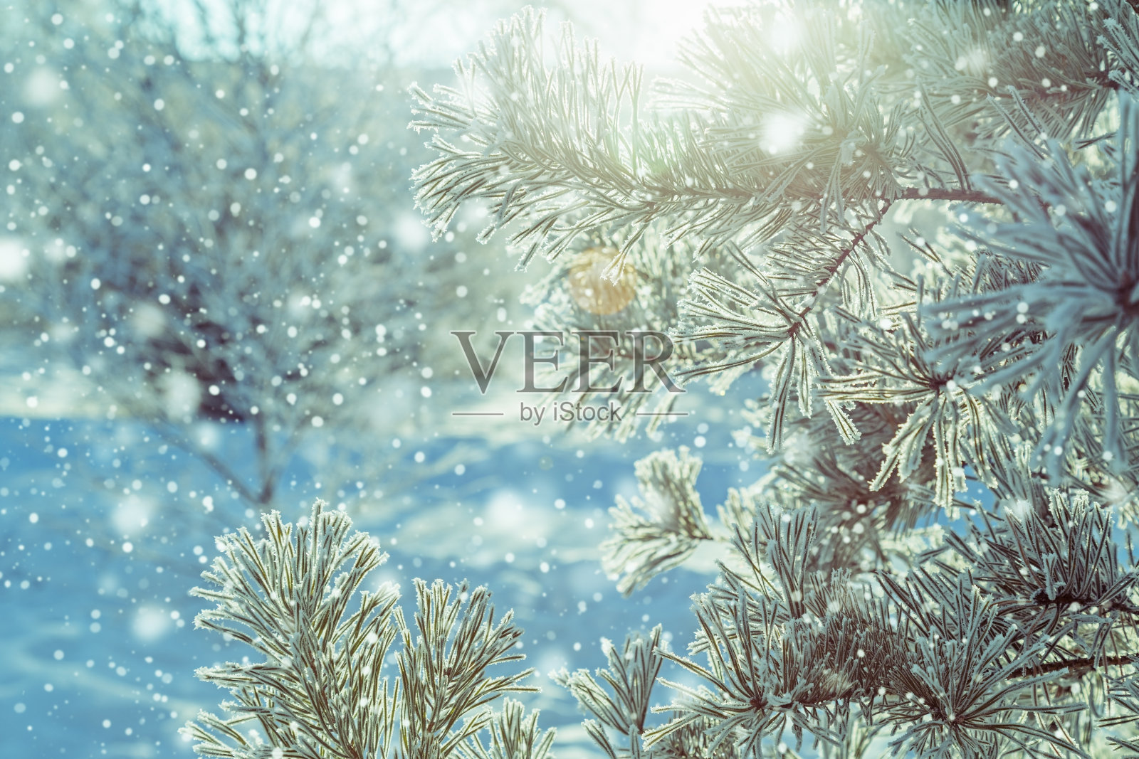 冬季自然背景的树枝在白霜与阳光下。冬天的风景。照片摄影图片