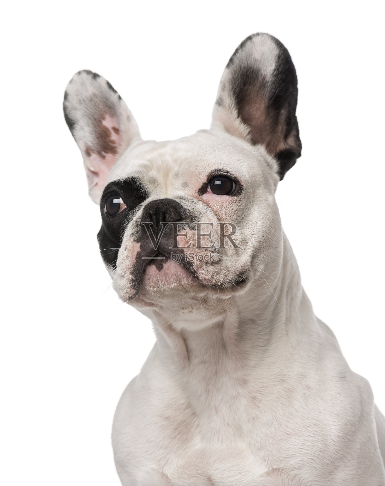法国斗牛犬(1岁)照片摄影图片