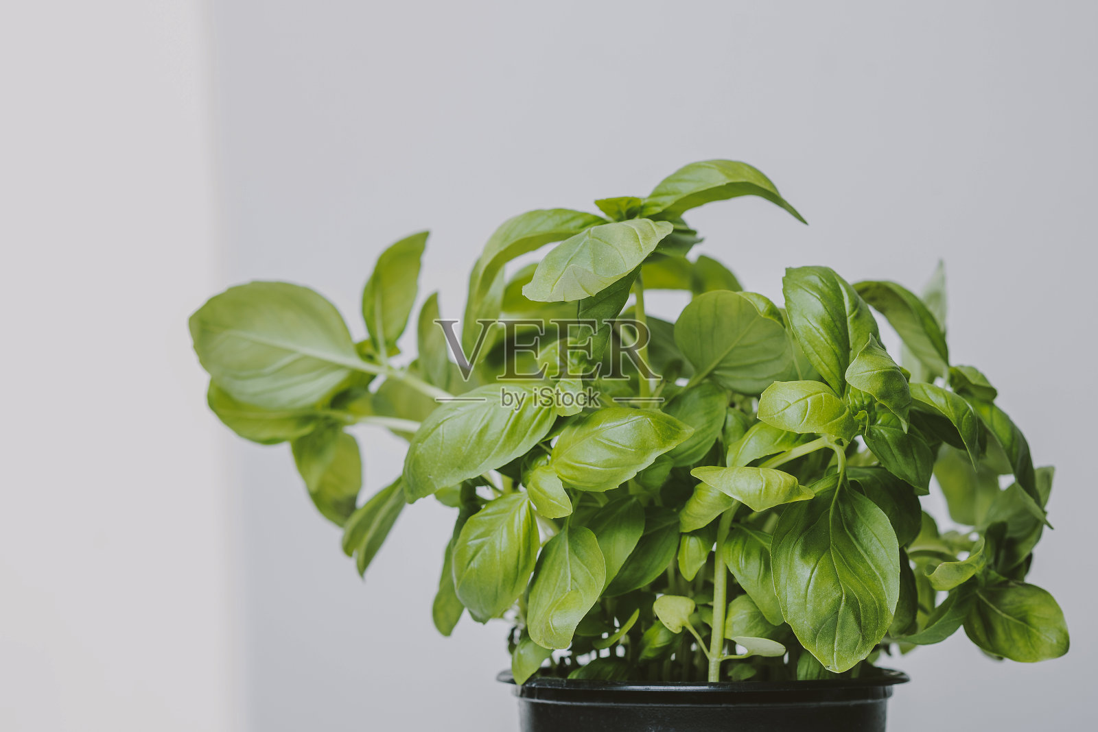 绿色罗勒照片摄影图片