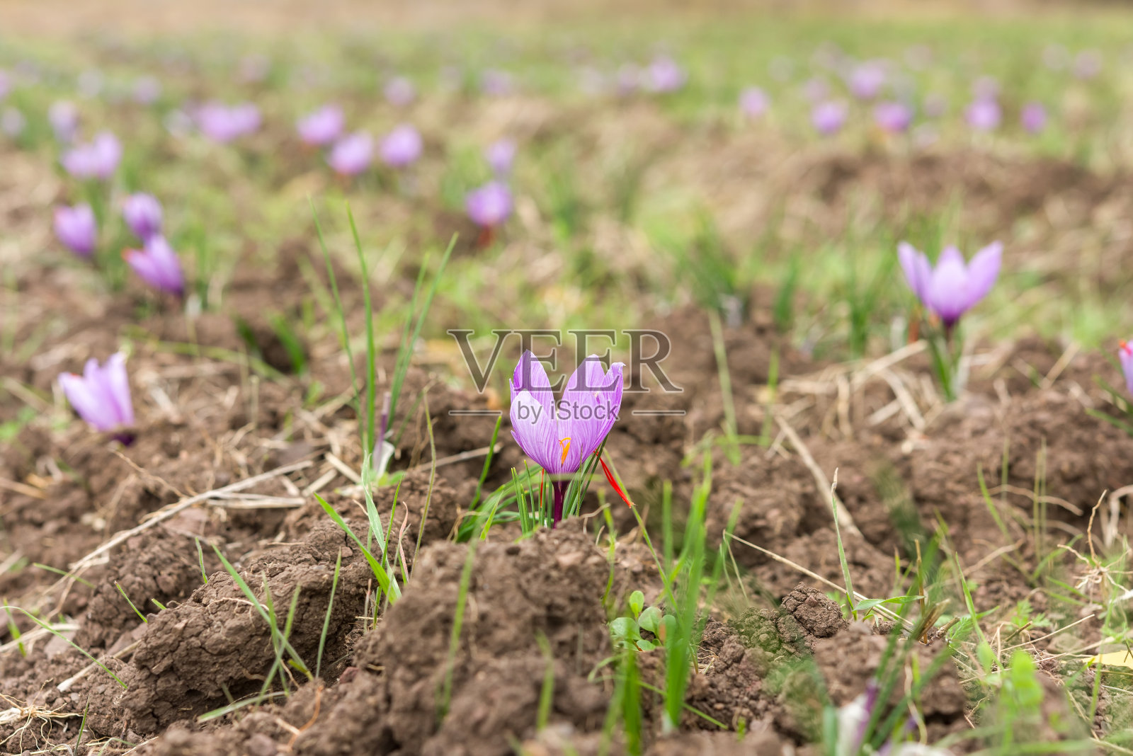田野里的番红花。盛开的藏红花。照片摄影图片